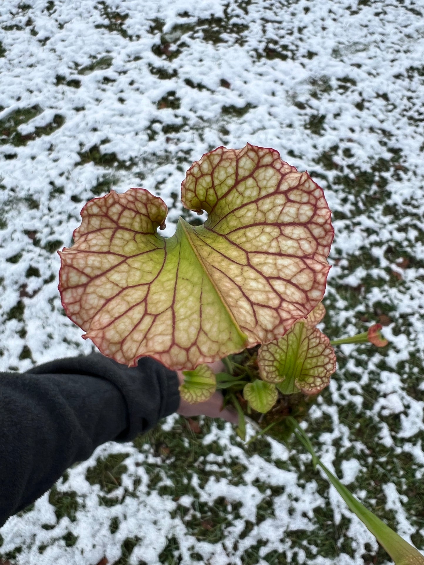 Sarracenia ‘Leah Wilkerson’ x ‘Adrian Slack’