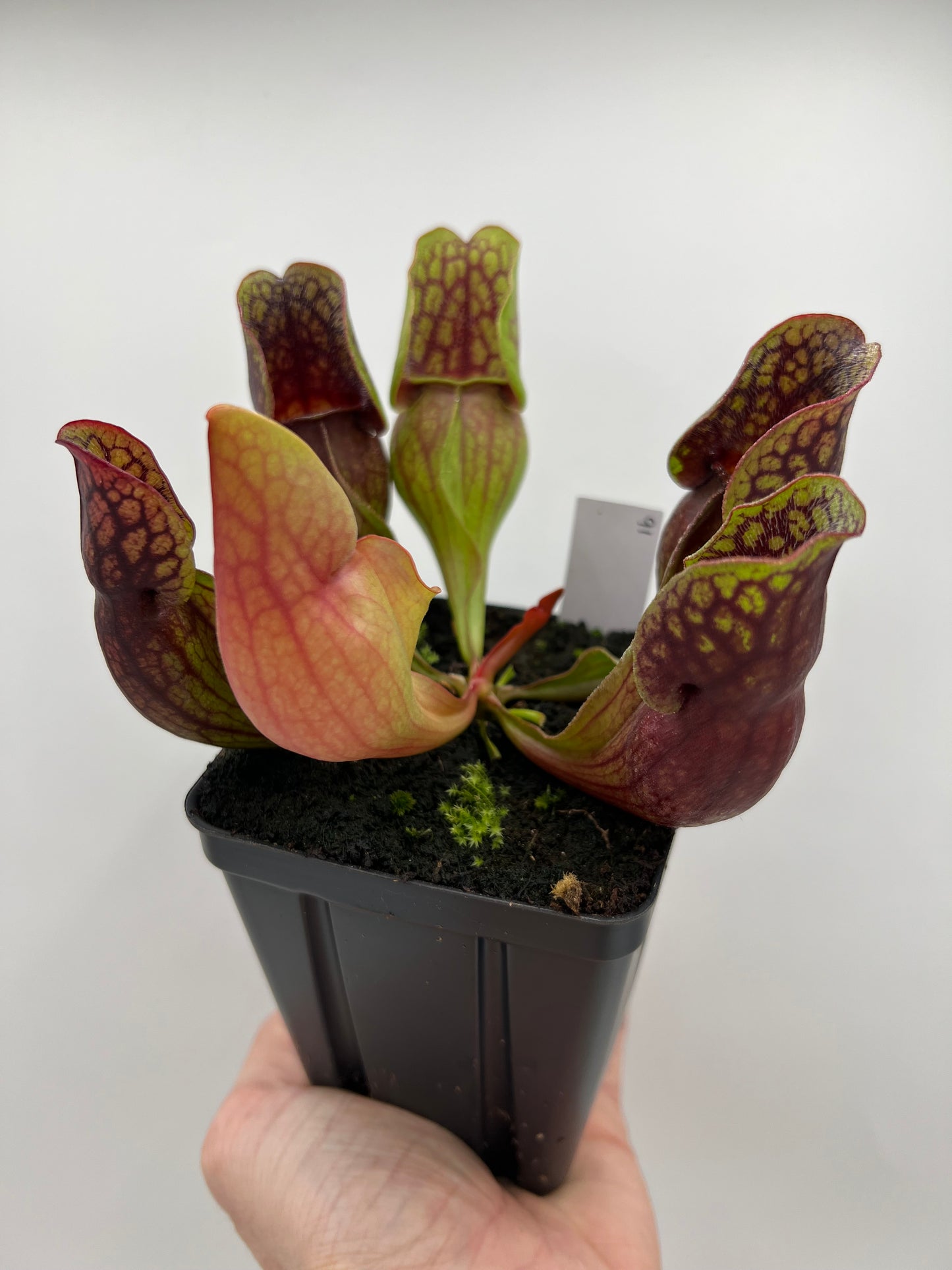 Sarracenia purpurea ssp. purpurea (Centre Co, PA) - Seed Grown #91