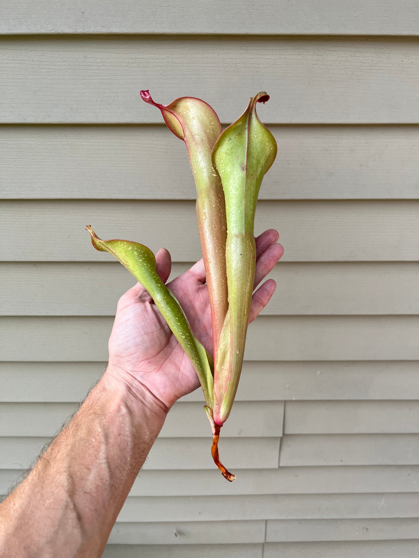Heliamphora “Godzilla” - Fresh Division (A)