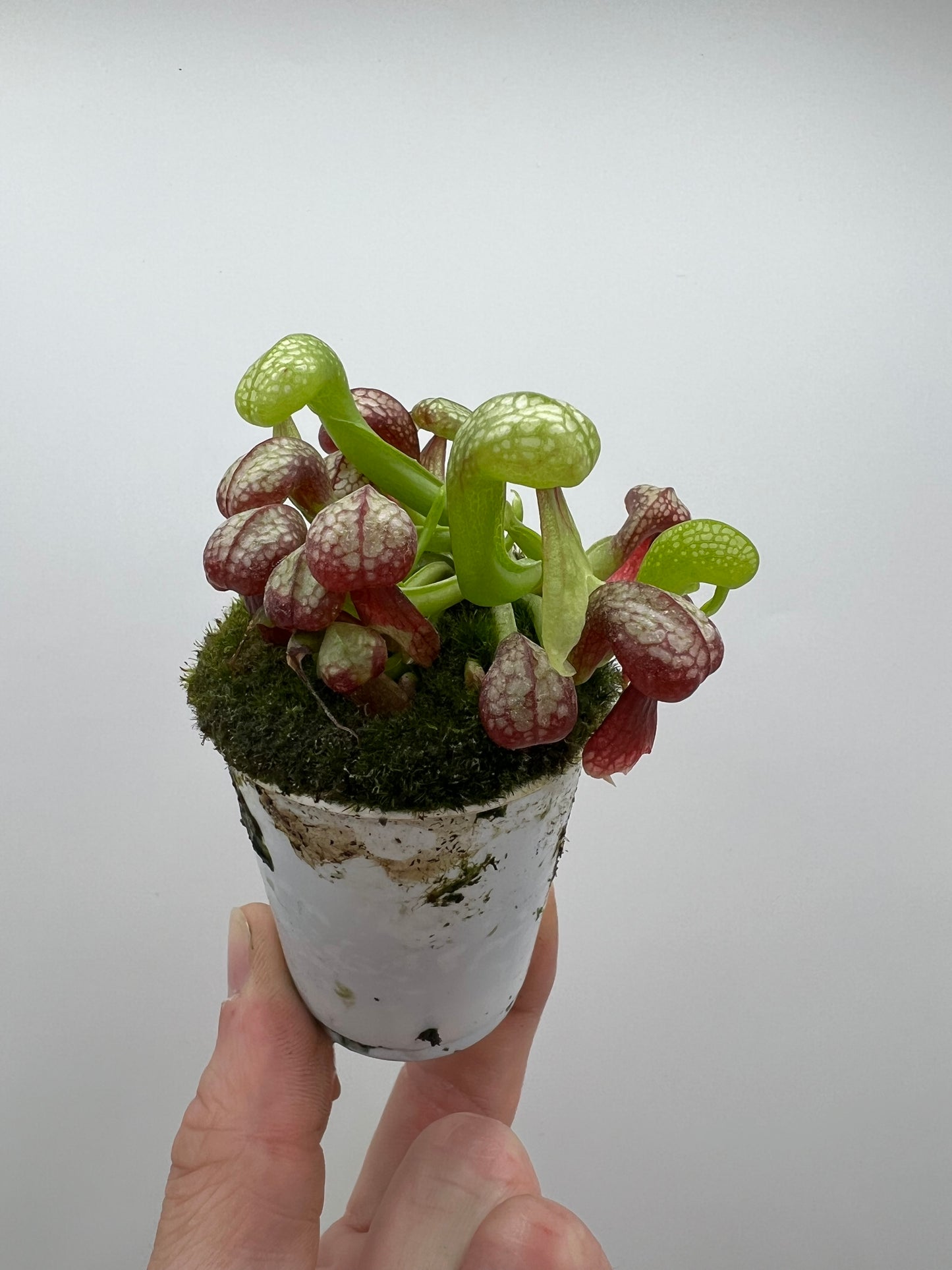 Darlingtonia californica (Cobra Pitcher Plant) - Seed Grown #163