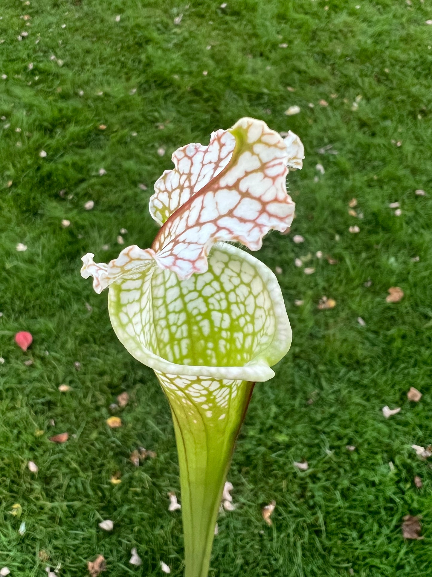 Sarracenia “Hurricane Creek White” - Clone A x self - Seed Grown