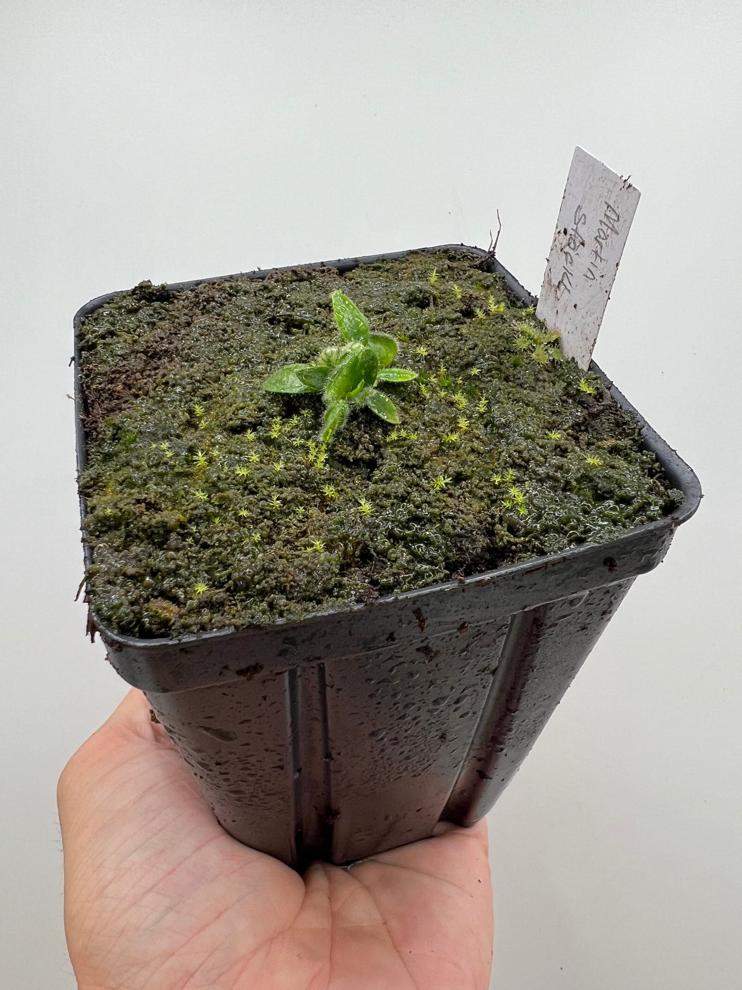 Cephalotus follicularis “Martin Stöckl”