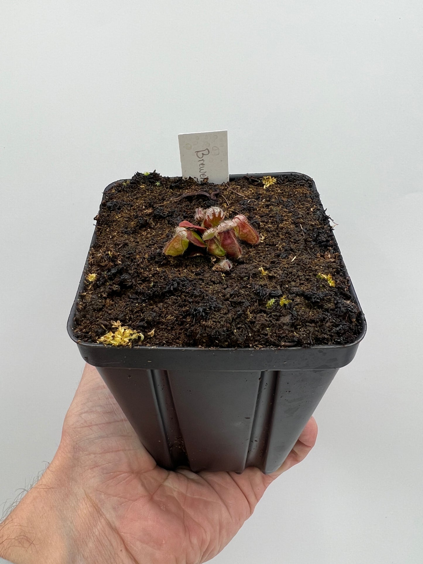 Cephalotus follicularis “Brewers Giant”