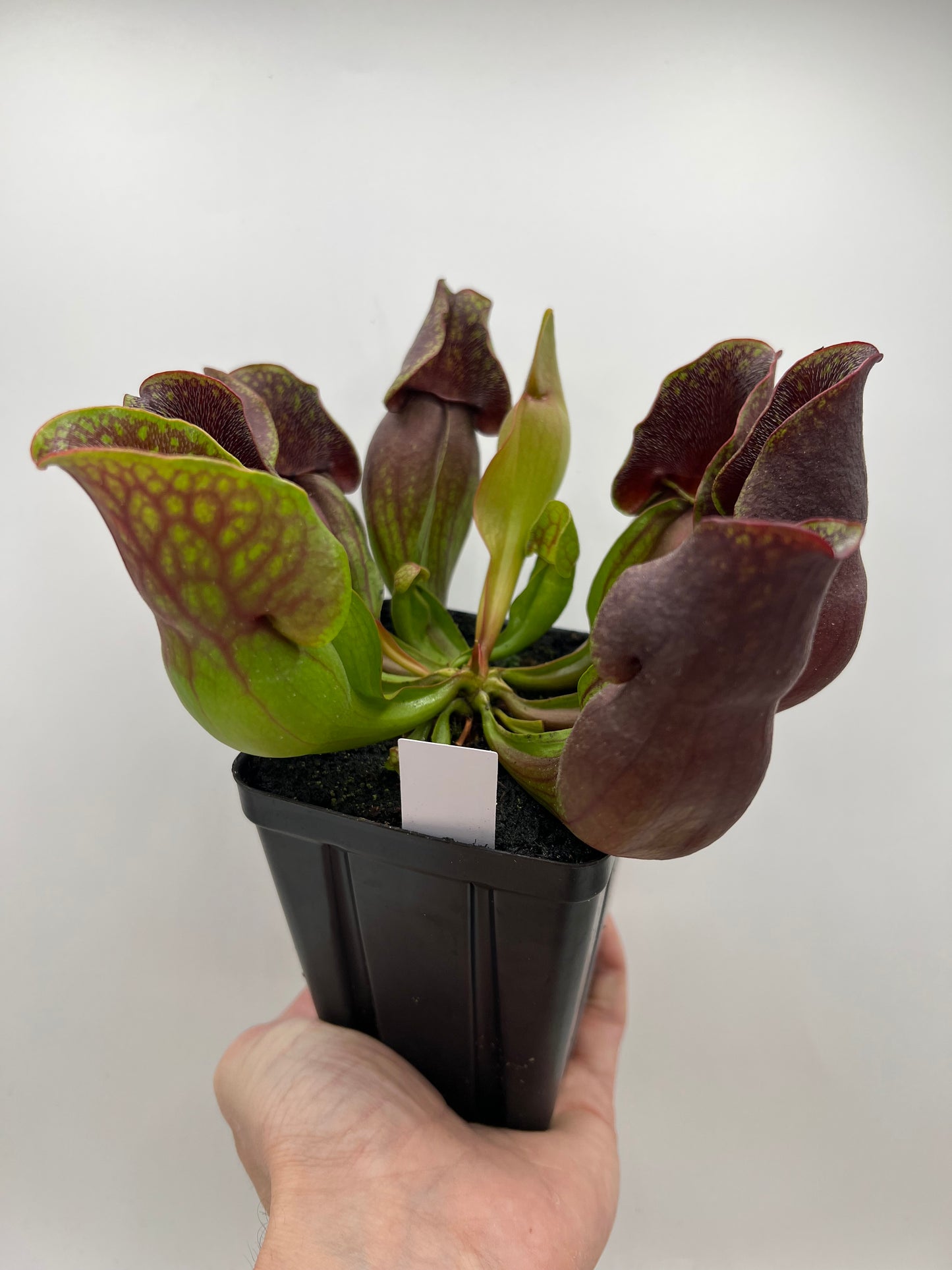 Sarracenia purpurea ssp. purpurea (Centre Co, PA) - Seed Grown #111