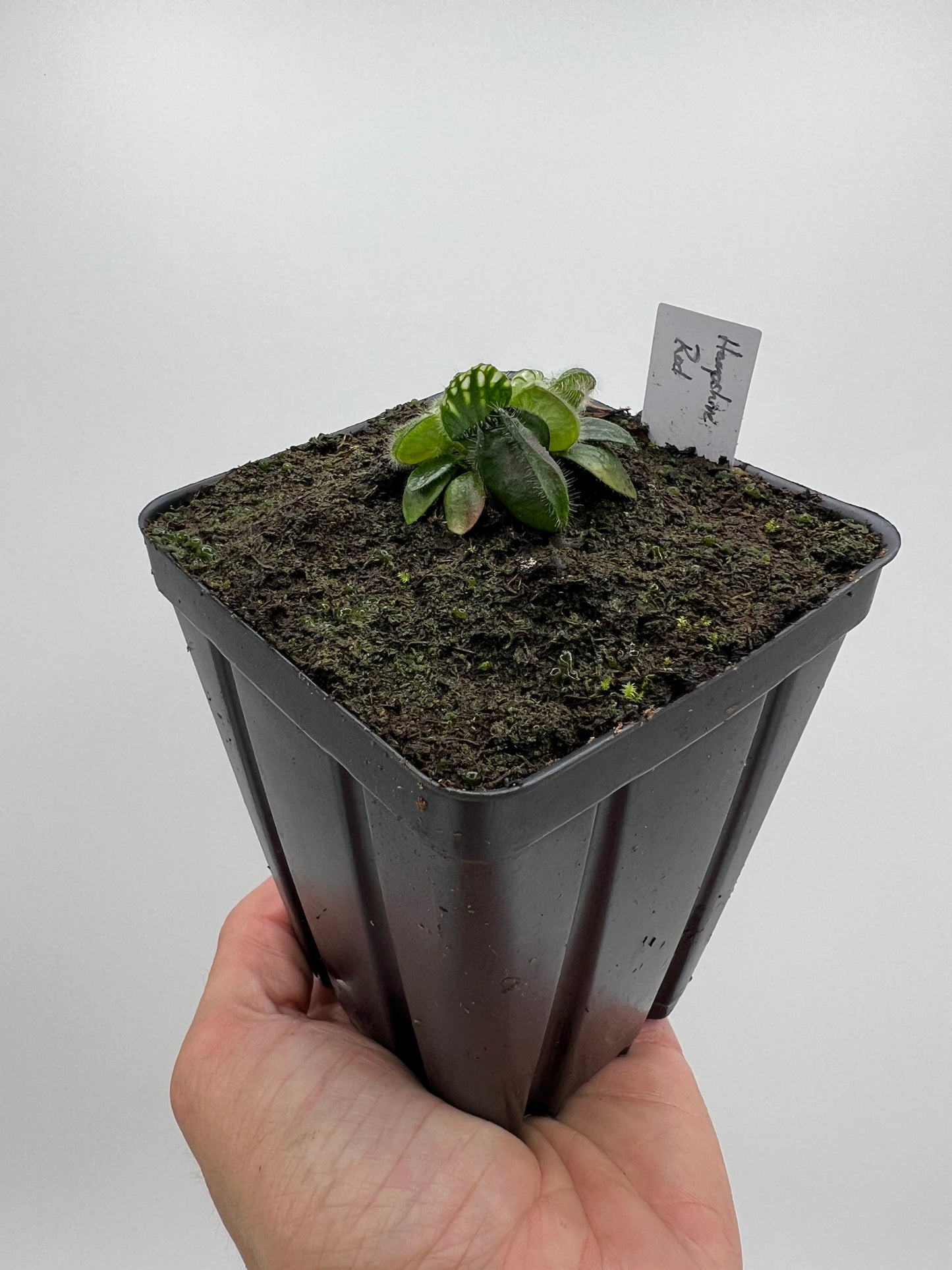 Cephalotus follicularis “Hampshire Red”