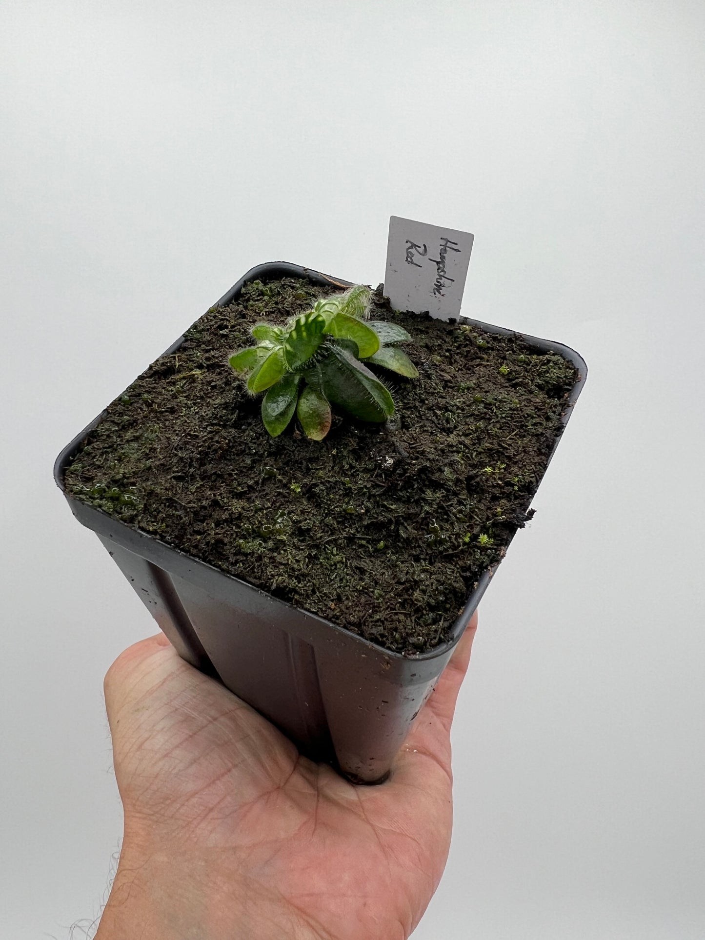 Cephalotus follicularis “Hampshire Red”
