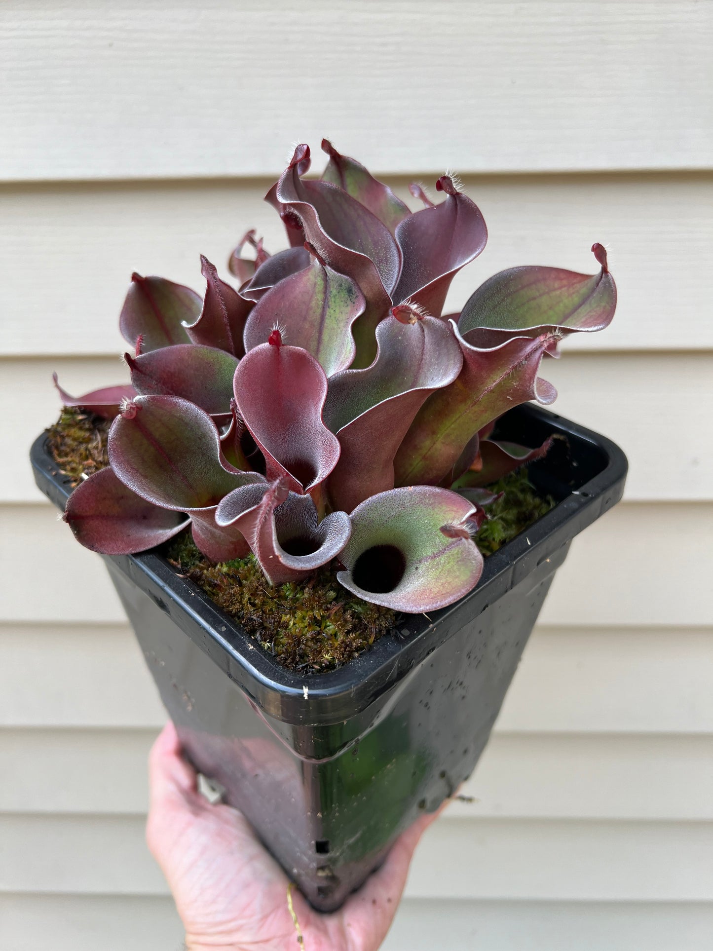 Heliamphora ciliata - Fresh Division (C)