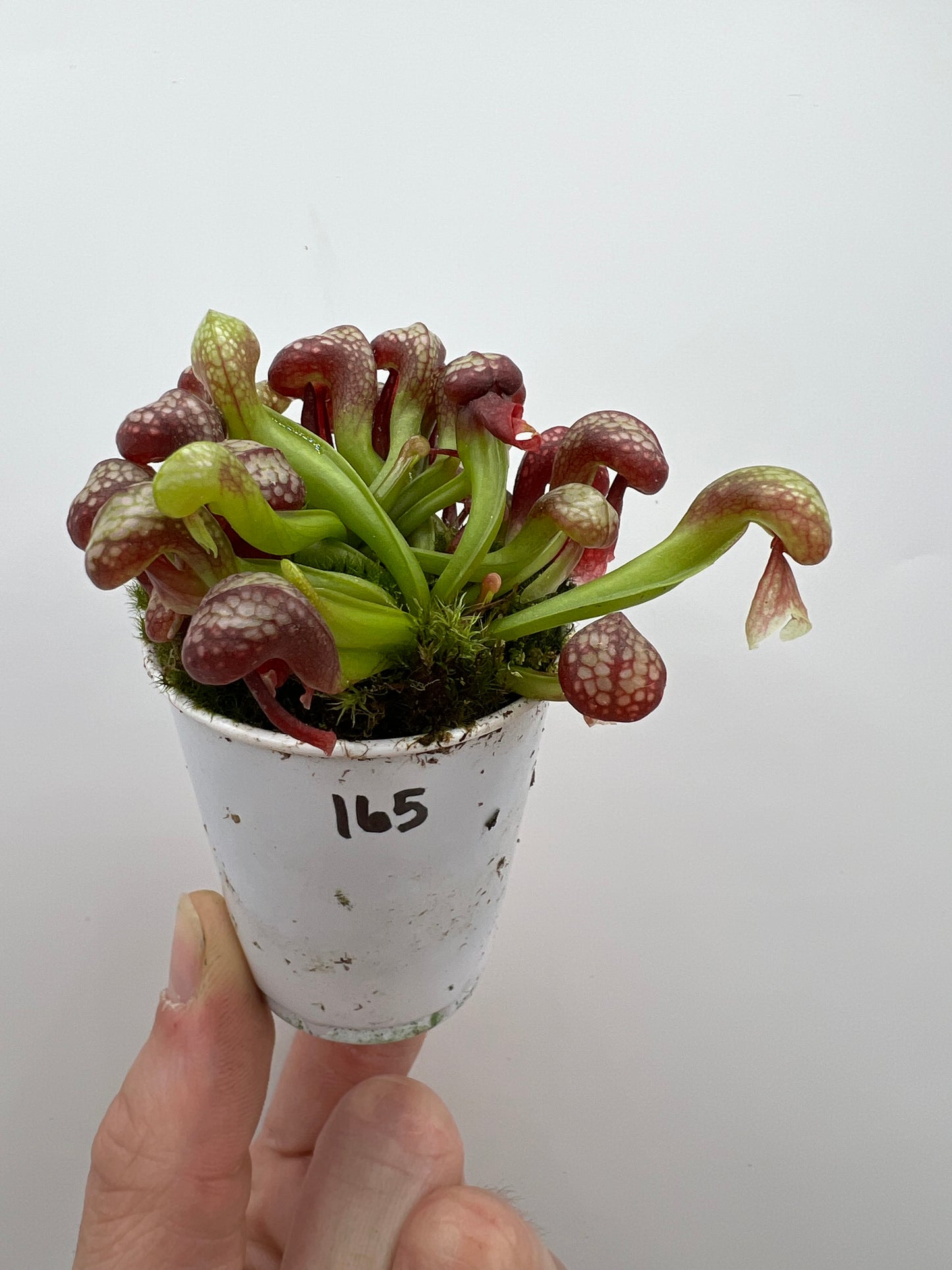 Darlingtonia californica (Cobra Pitcher Plant) - Seed Grown #165