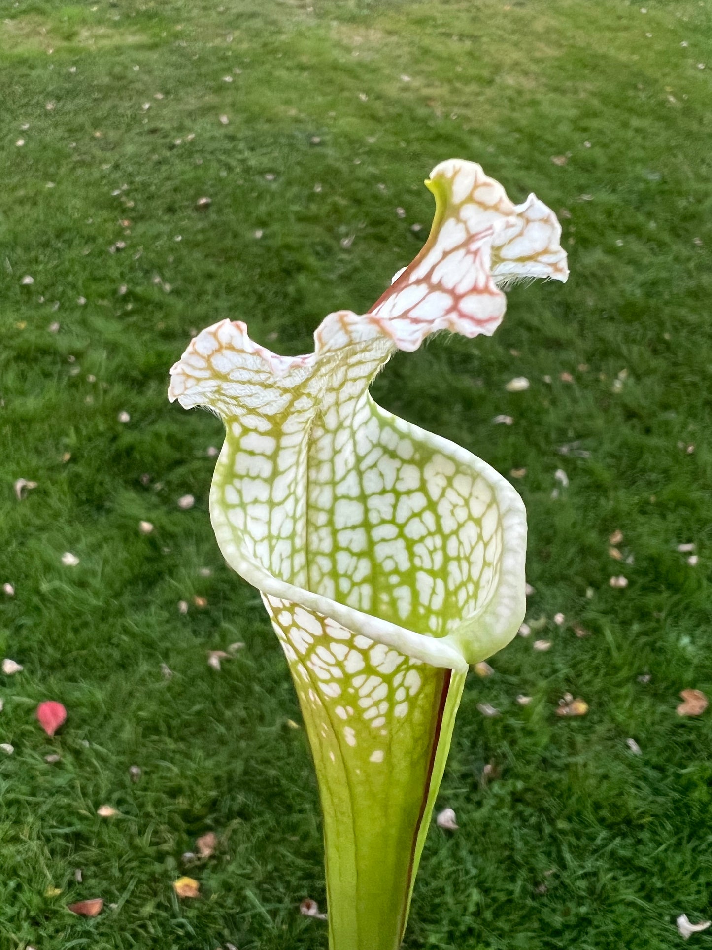 Sarracenia “Hurricane Creek White” - Clone A x self - Seed Grown