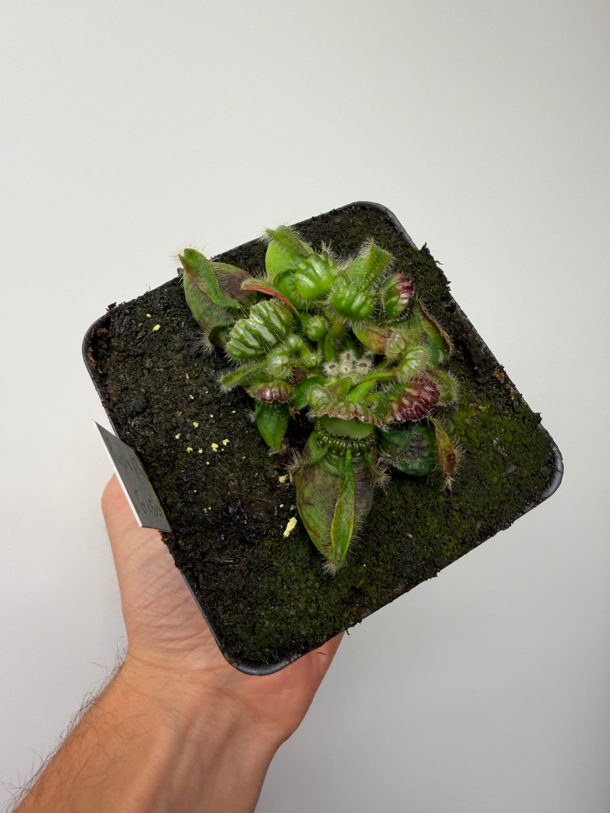 Cephalotus follicularis “Purple/Black” - Eric Smooth #6