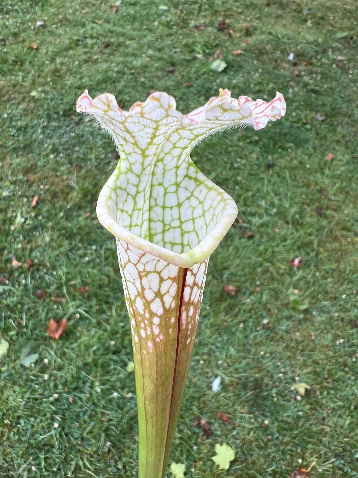 Sarracenia leucophylla “Hurricane Creek White” Clone A x self - Seed Grown #9
