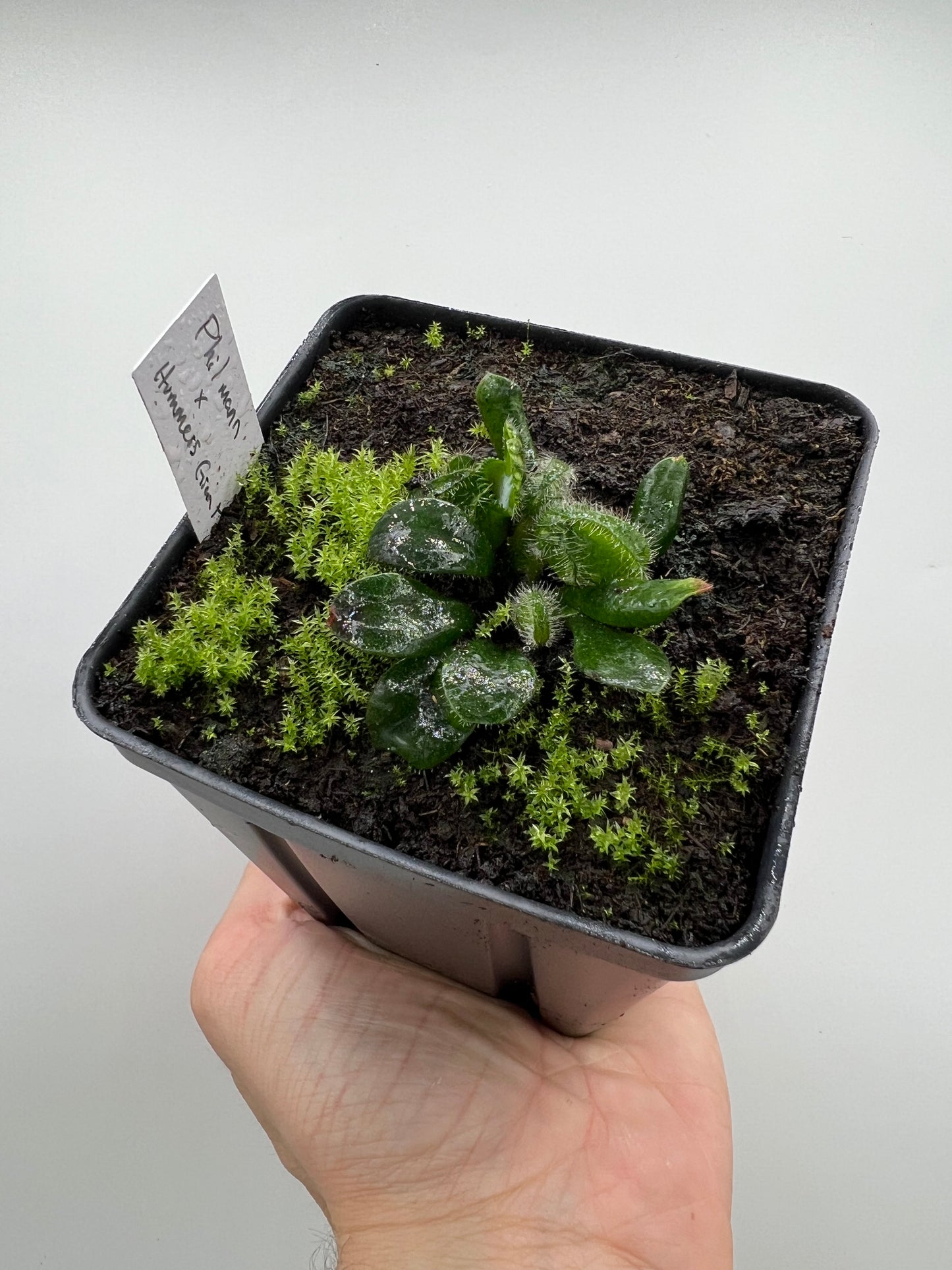 Cephalotus follicularis “Phil Mann” x “Hummers Giant”