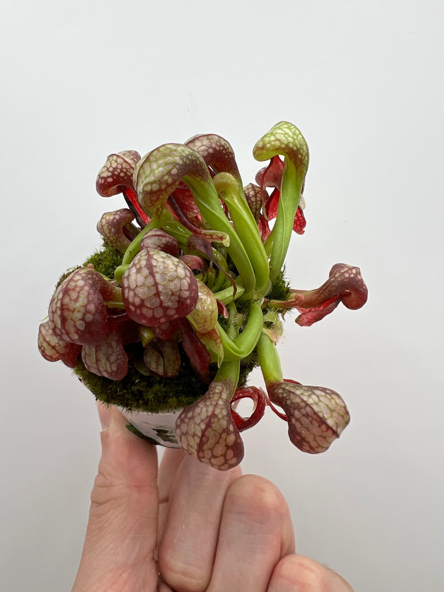 Darlingtonia californica (Cobra Pitcher Plant) - Seed Grown #166