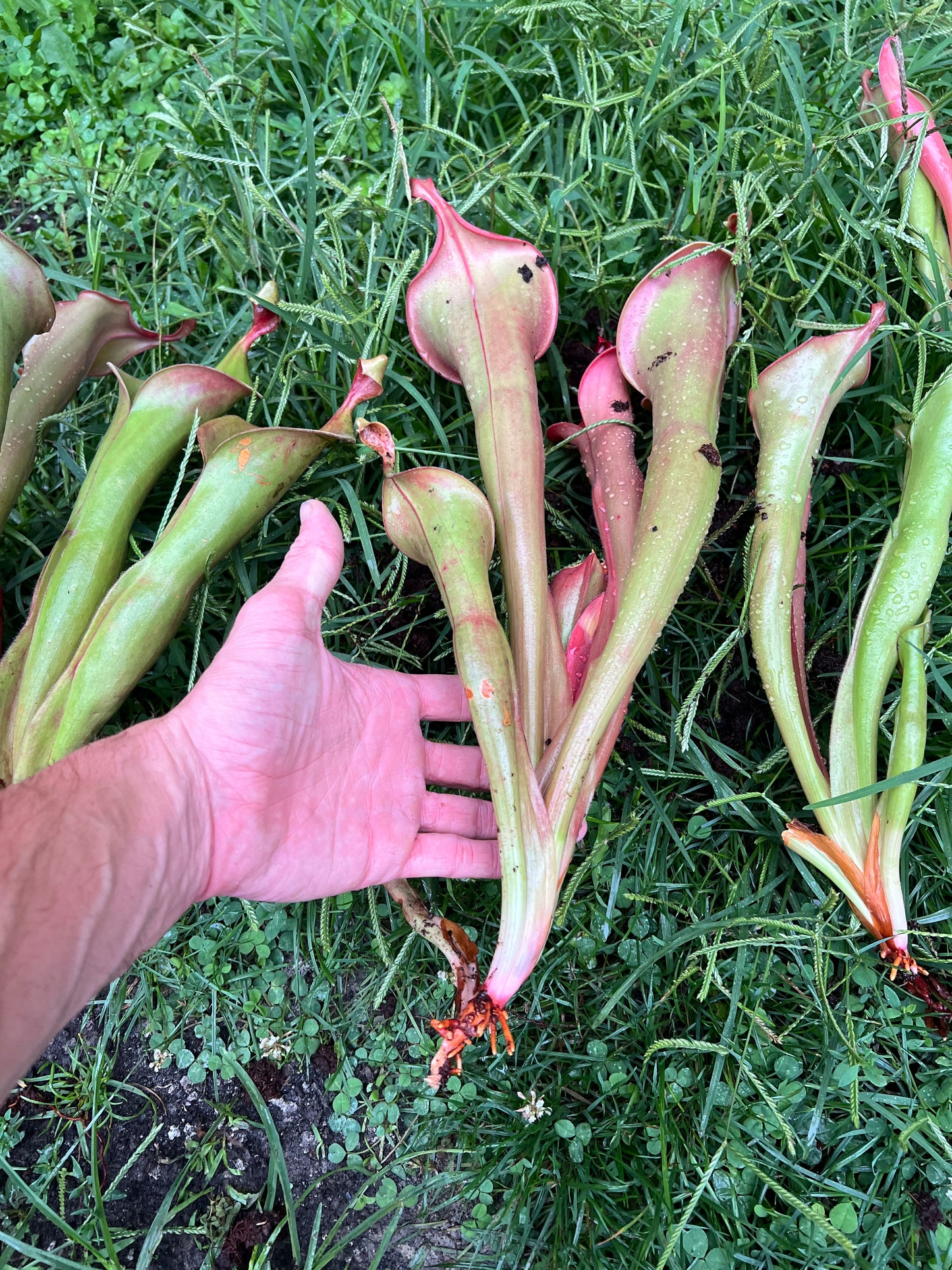 Heliamphora “Godzilla” - Fresh Divisions