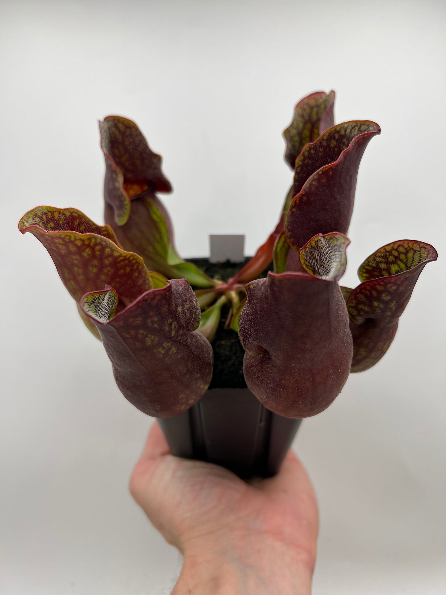 Sarracenia purpurea ssp. purpurea (Centre Co, PA) - Seed Grown #107