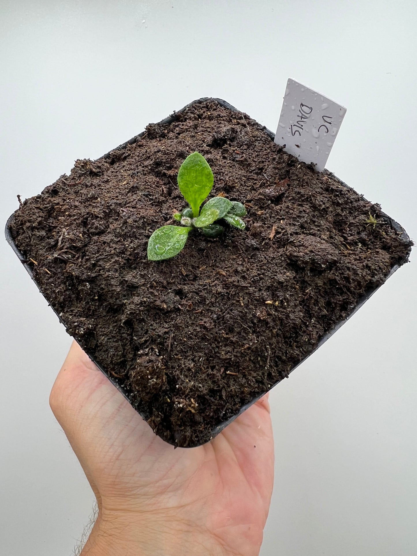 Cephalotus follicularis “UC Davis”