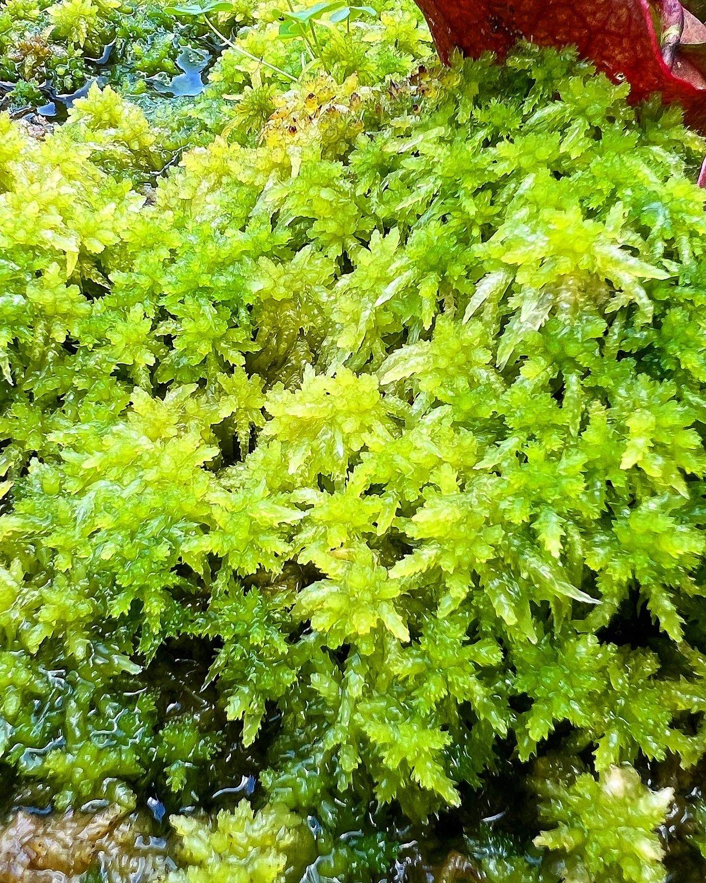 Live Sphagnum Moss - (Add-On Item)