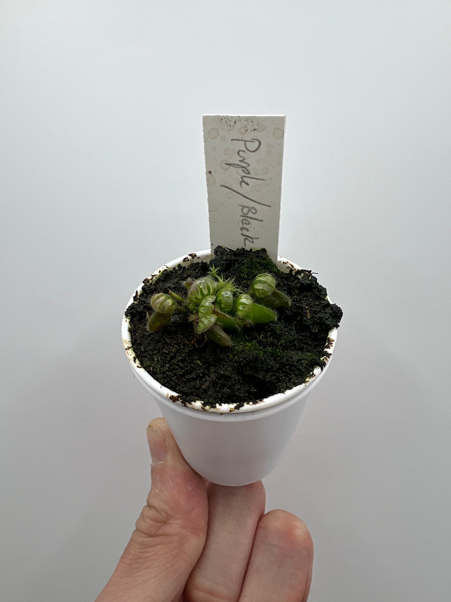 Cephalotus follicularis “Purple/Black” - Eric Smooth