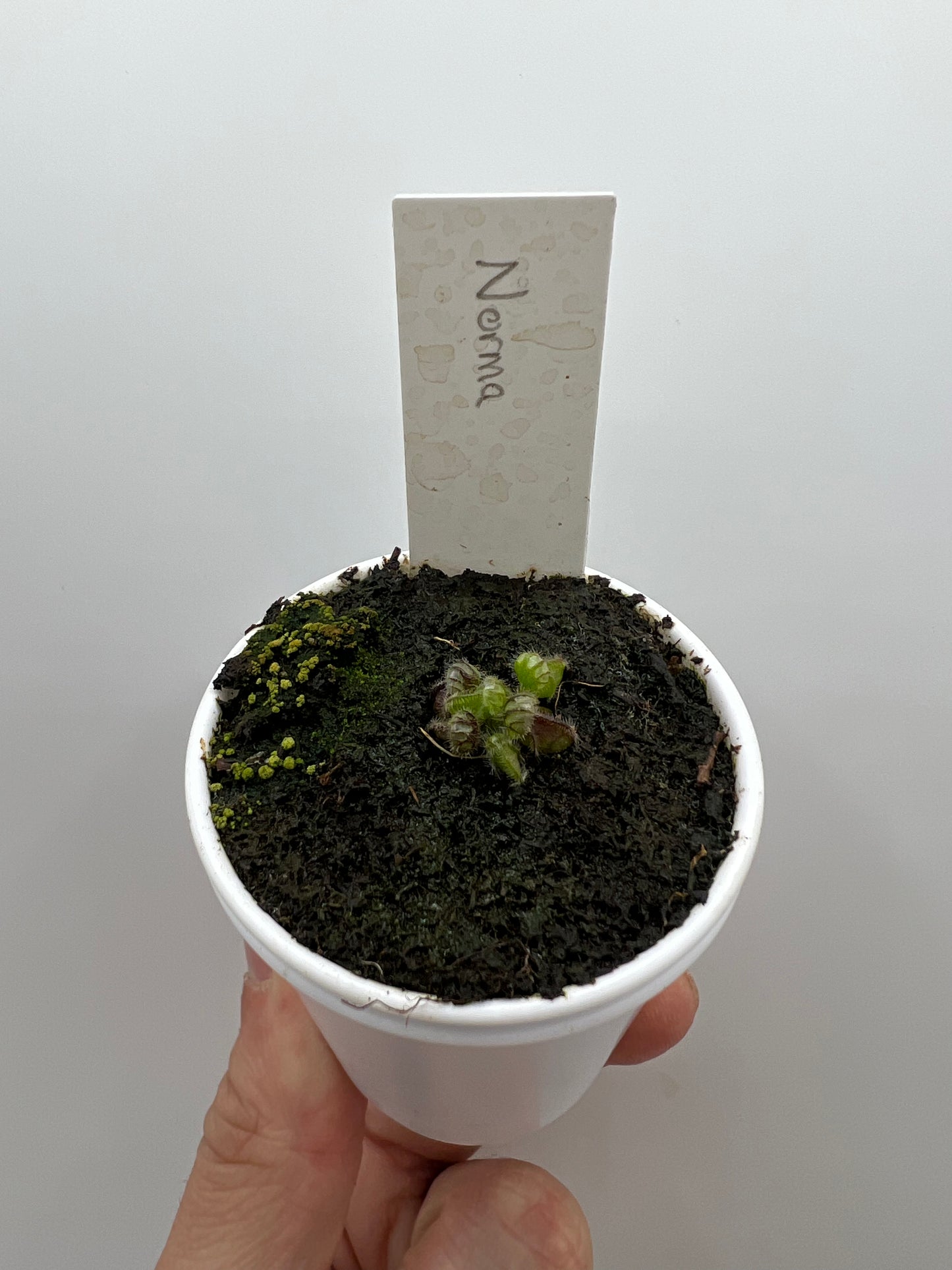 Cephalotus follicularis ”Norma”