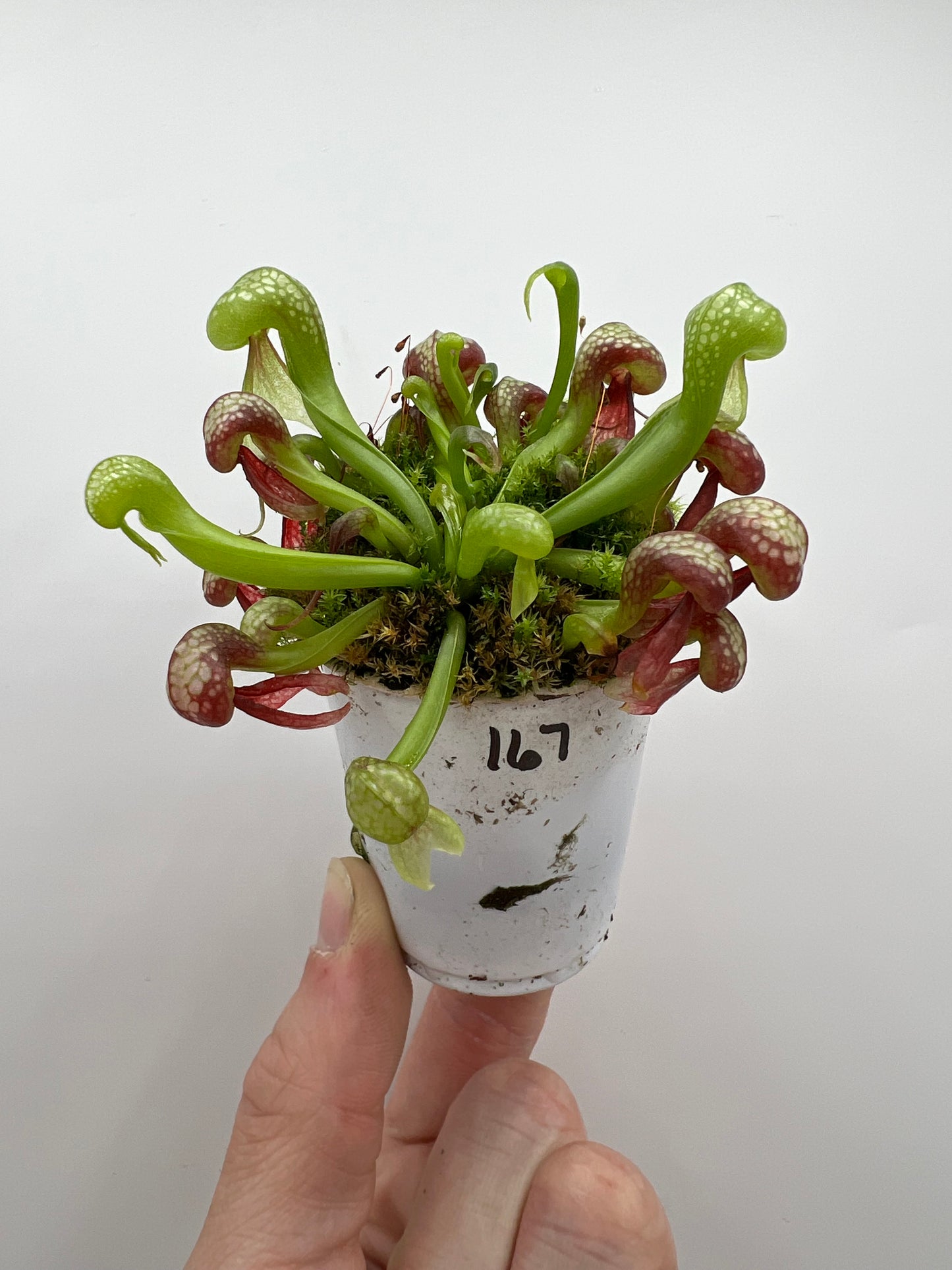 Darlingtonia californica (Cobra Pitcher Plant) - Seed Grown #167