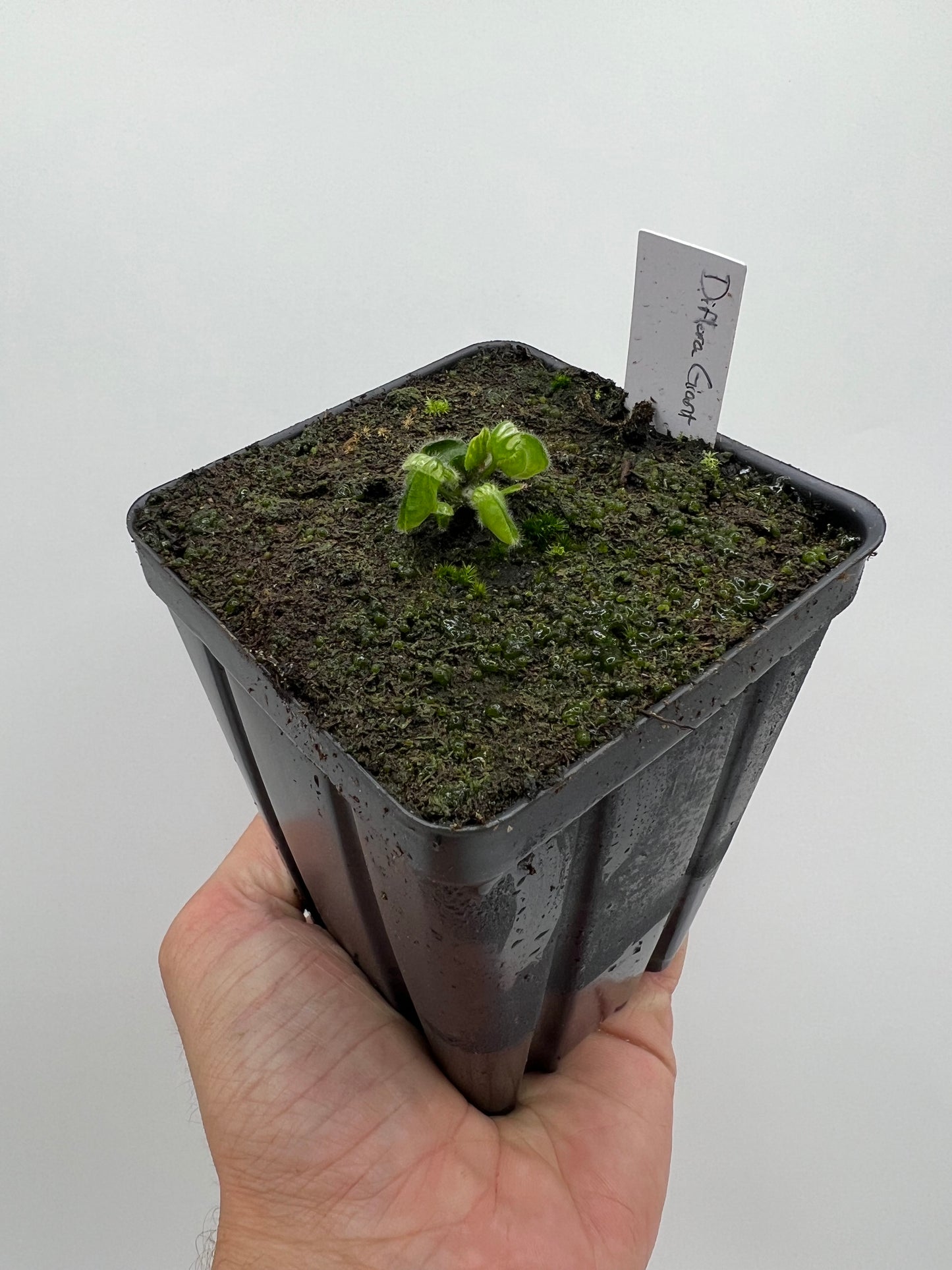 Cephalotus follicularis “Diflora giant”