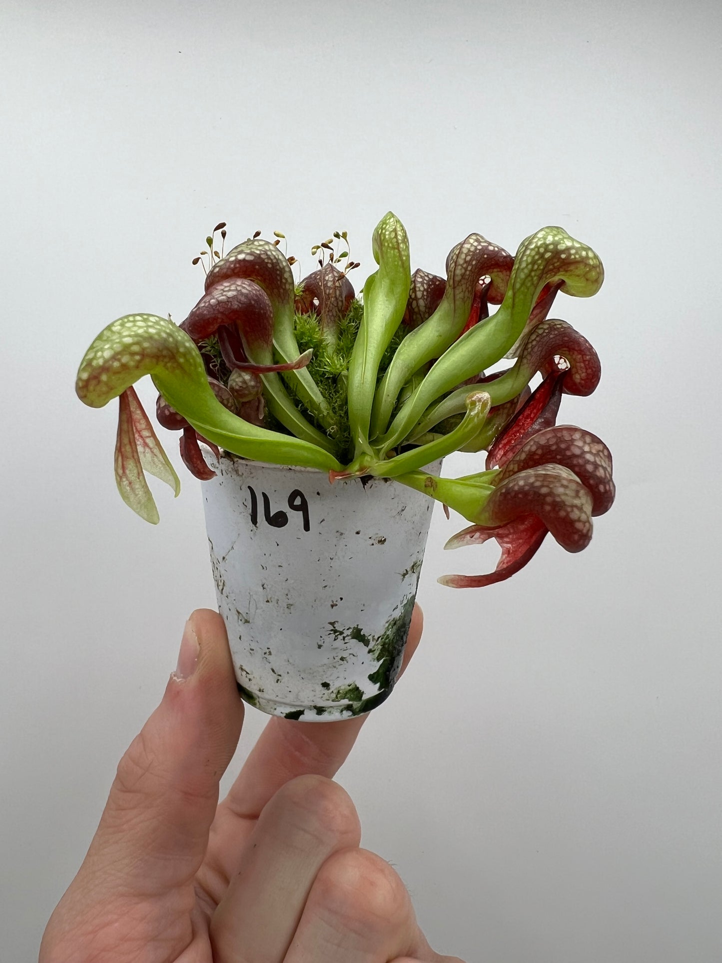 Darlingtonia californica (Cobra Pitcher Plant) - Seed Grown #169