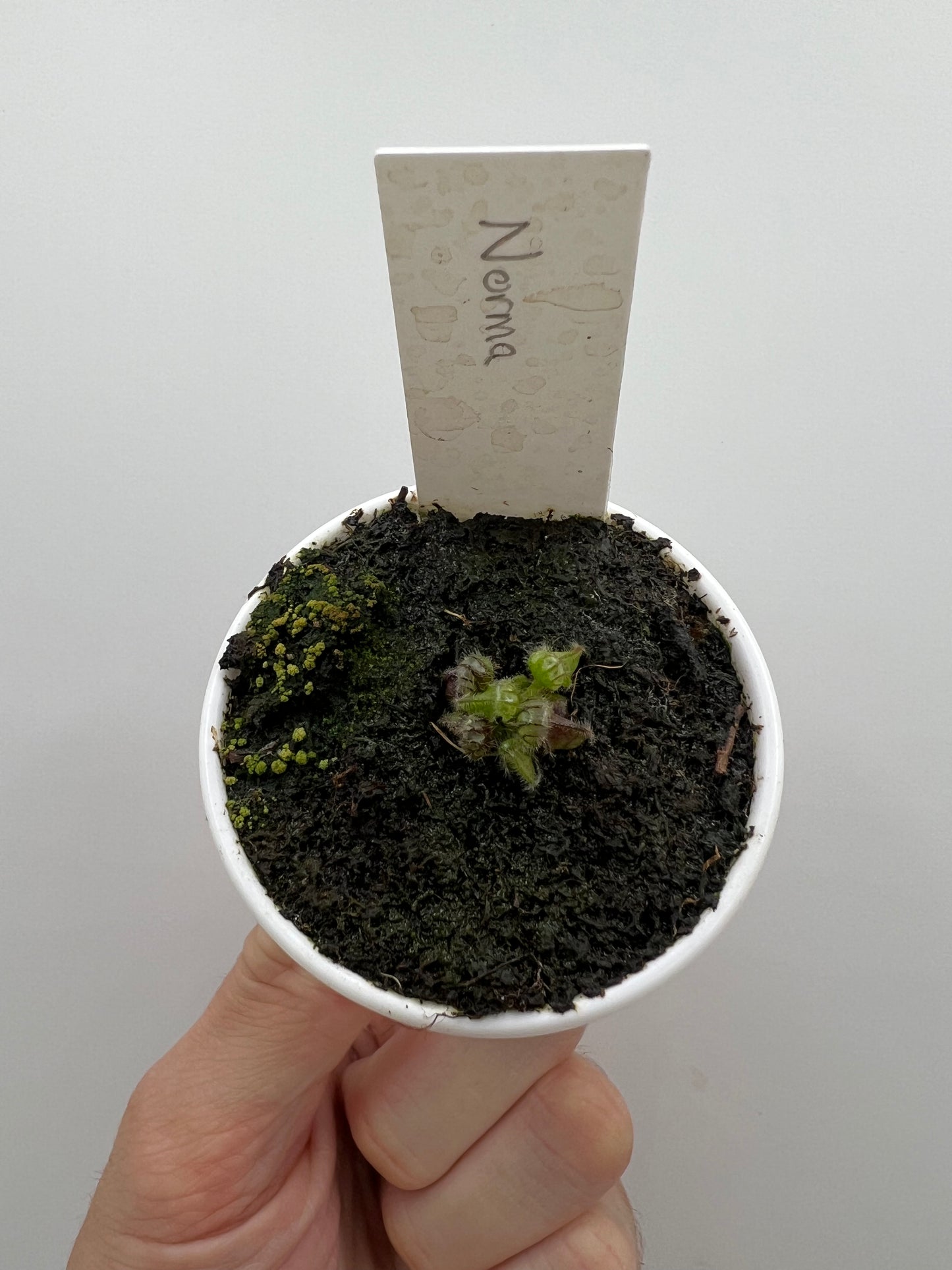 Cephalotus follicularis ”Norma”