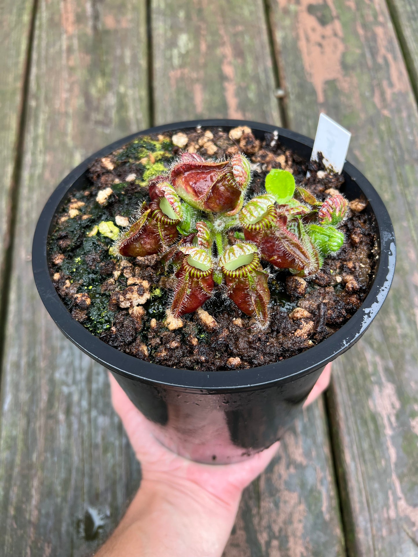 Cephalotus follicularis “Norma” - 1 Gallon Pot