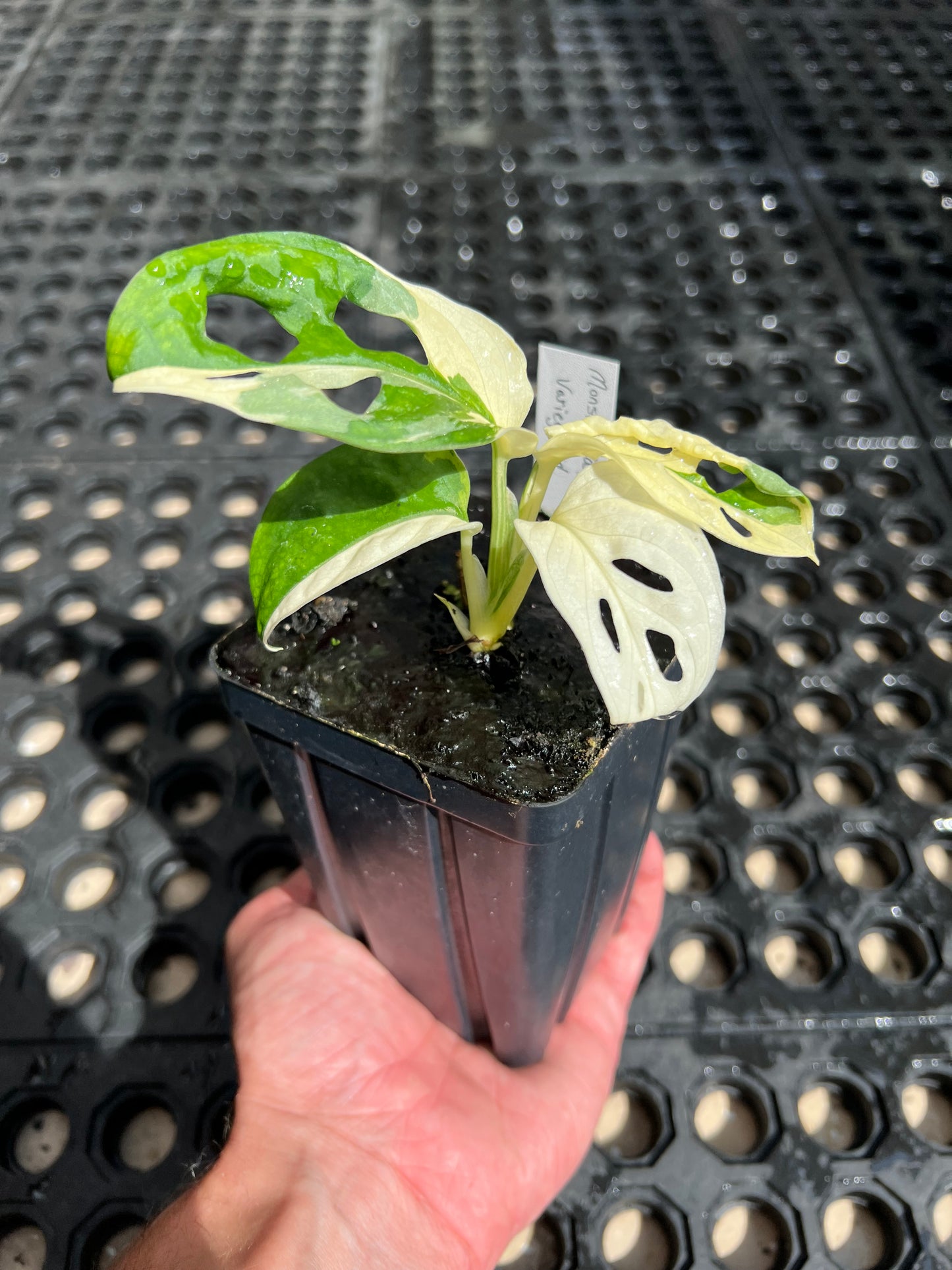 Monstera adansonii “Tricolor” LC