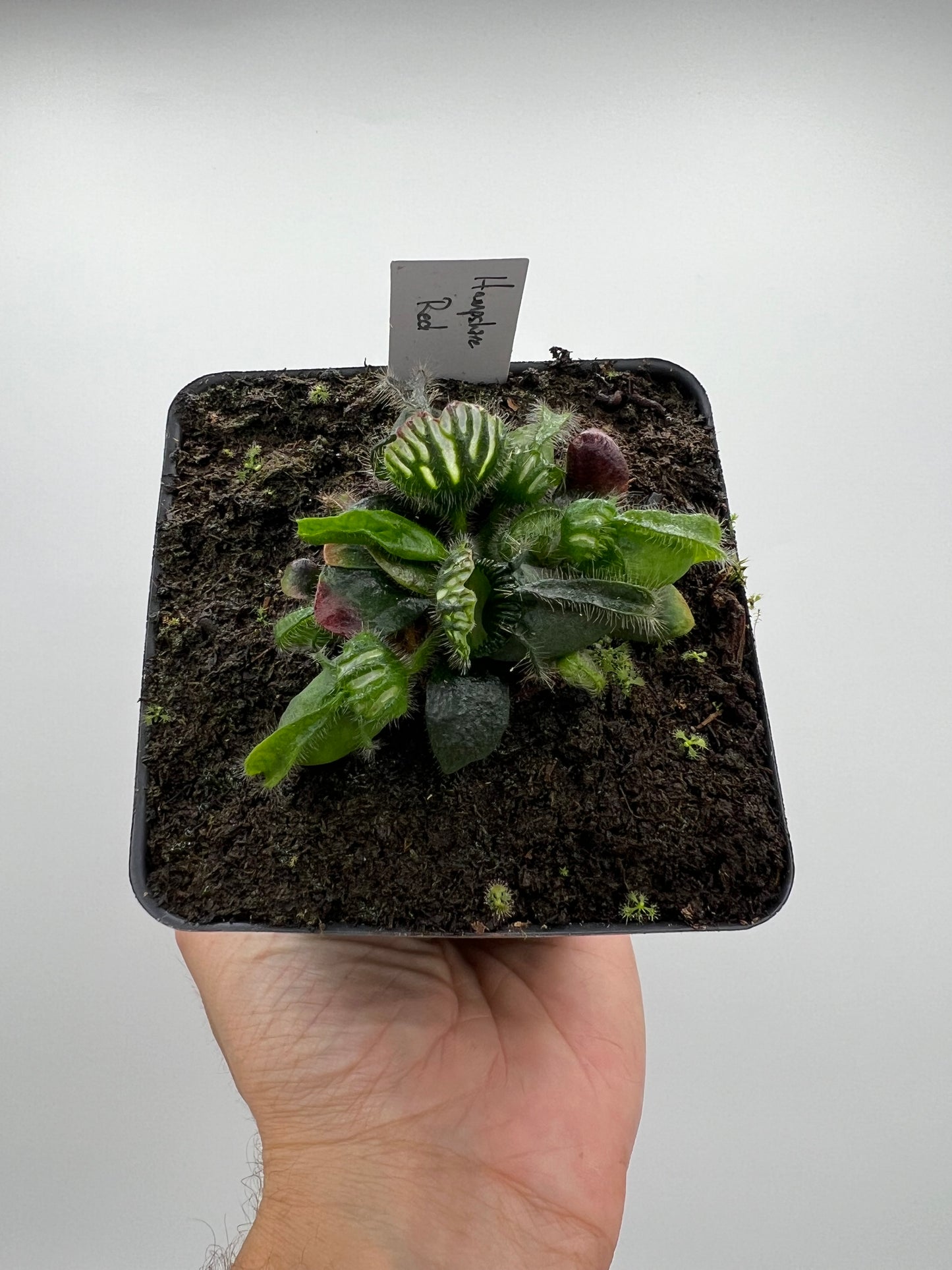 Cephalotus follicularis “Hampshire Red”