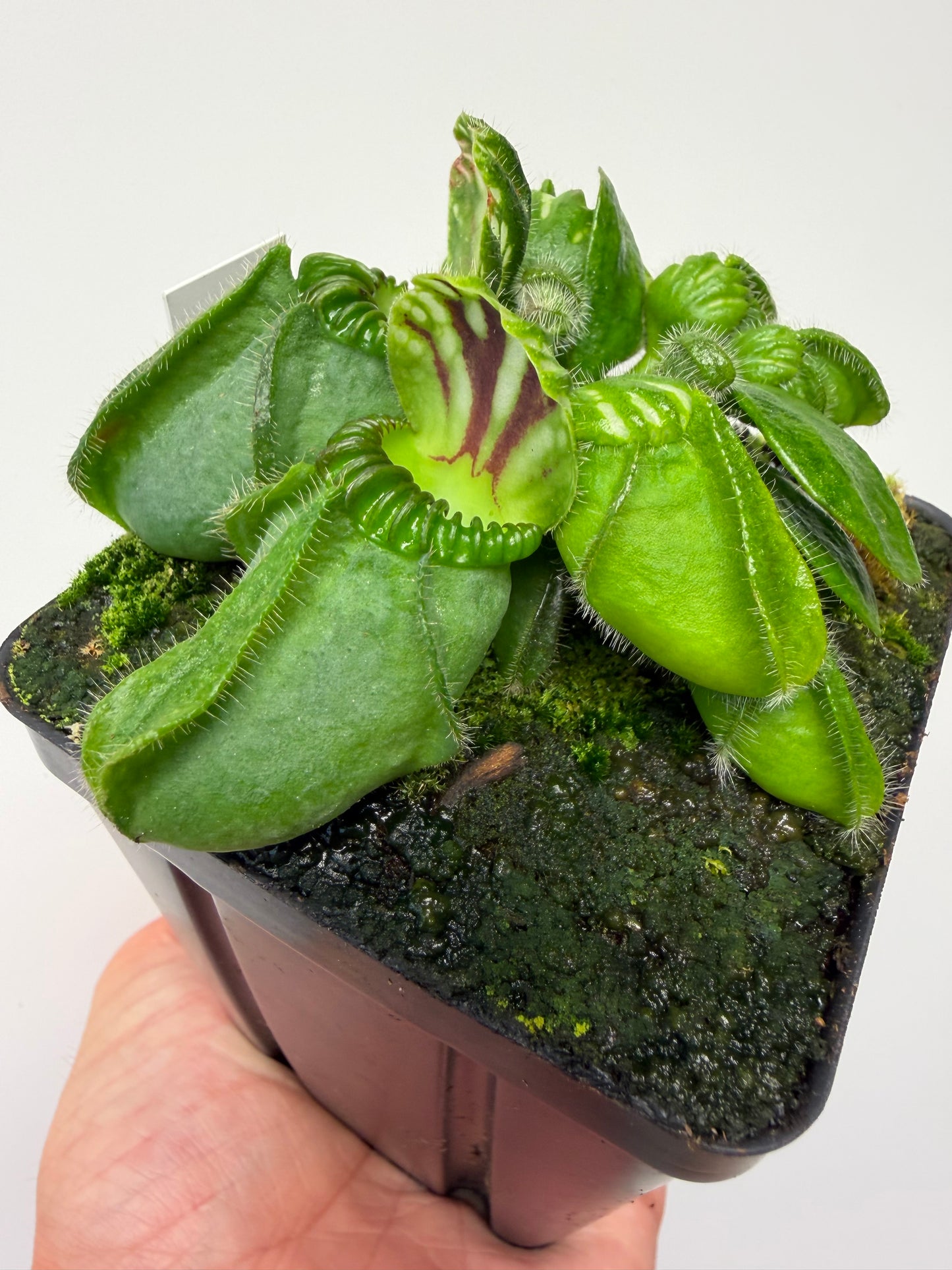 Cephalotus follicularis “Brewers Giant”