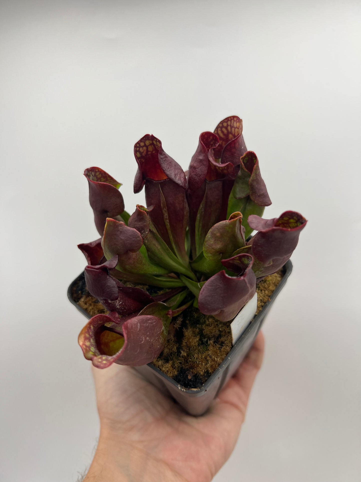 Sarracenia purpurea ssp. purpurea (Ft. Nelson, BC Canada) - Seed Grown *Rare*