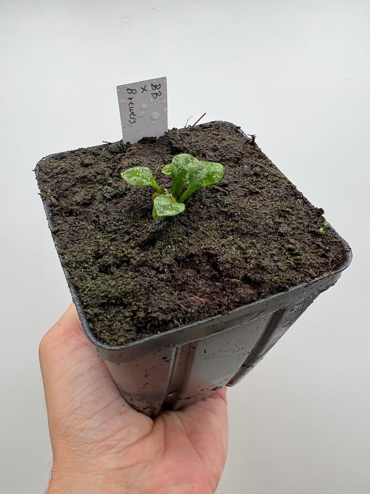 Cephalotus follicularis “Brewers Beauty” x “Brewers”