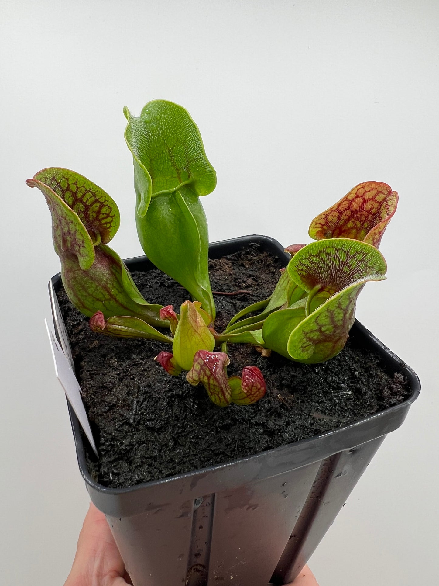 Sarracenia purpurea ssp. purpurea (Centre Co, PA) x (Ocean Co, NJ) - Seed Grown #16