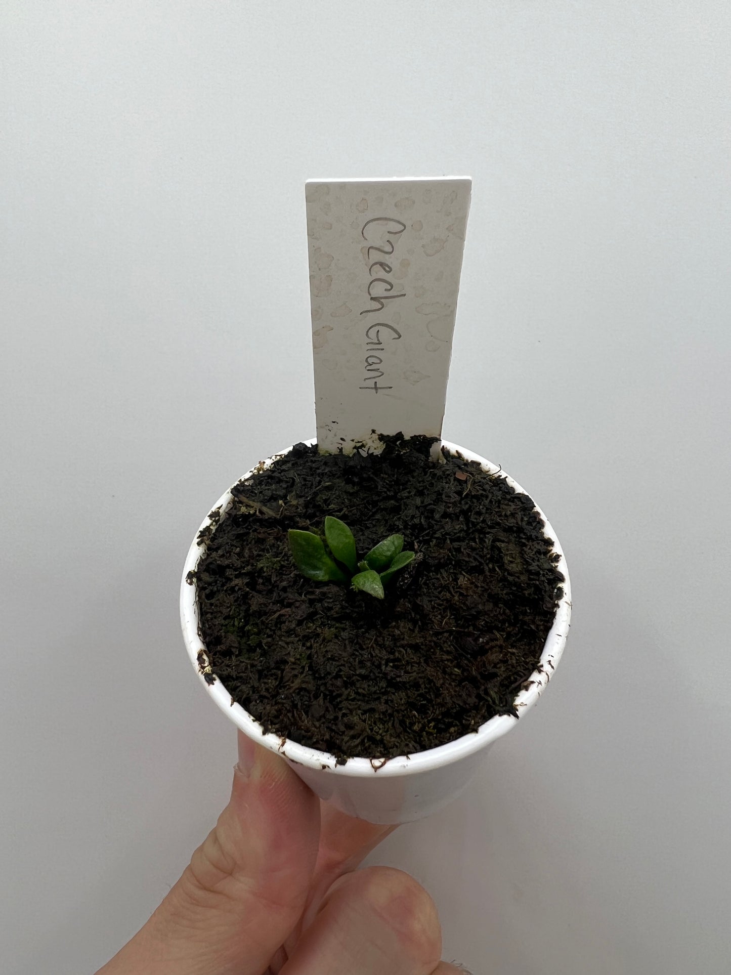 Cephalotus follicularis “Czech Giant” - Juvenile Clone