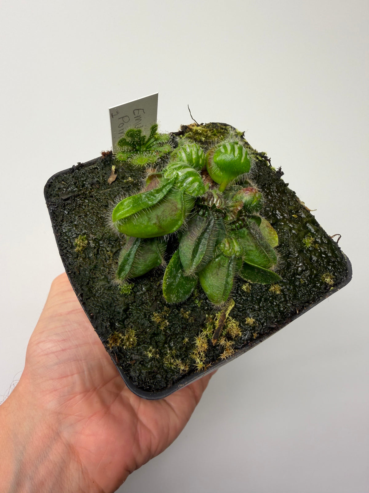 Cephalotus follicularis “Emu Pointe” #1