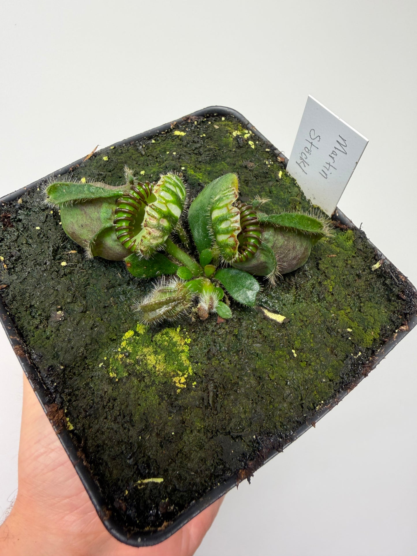 Cephalotus follicularis “Martin Stöckl”