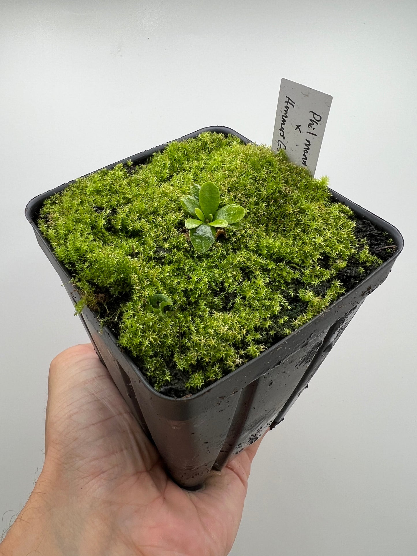 Cephalotus follicularis “Phil Mann” x “Hummers Giant”