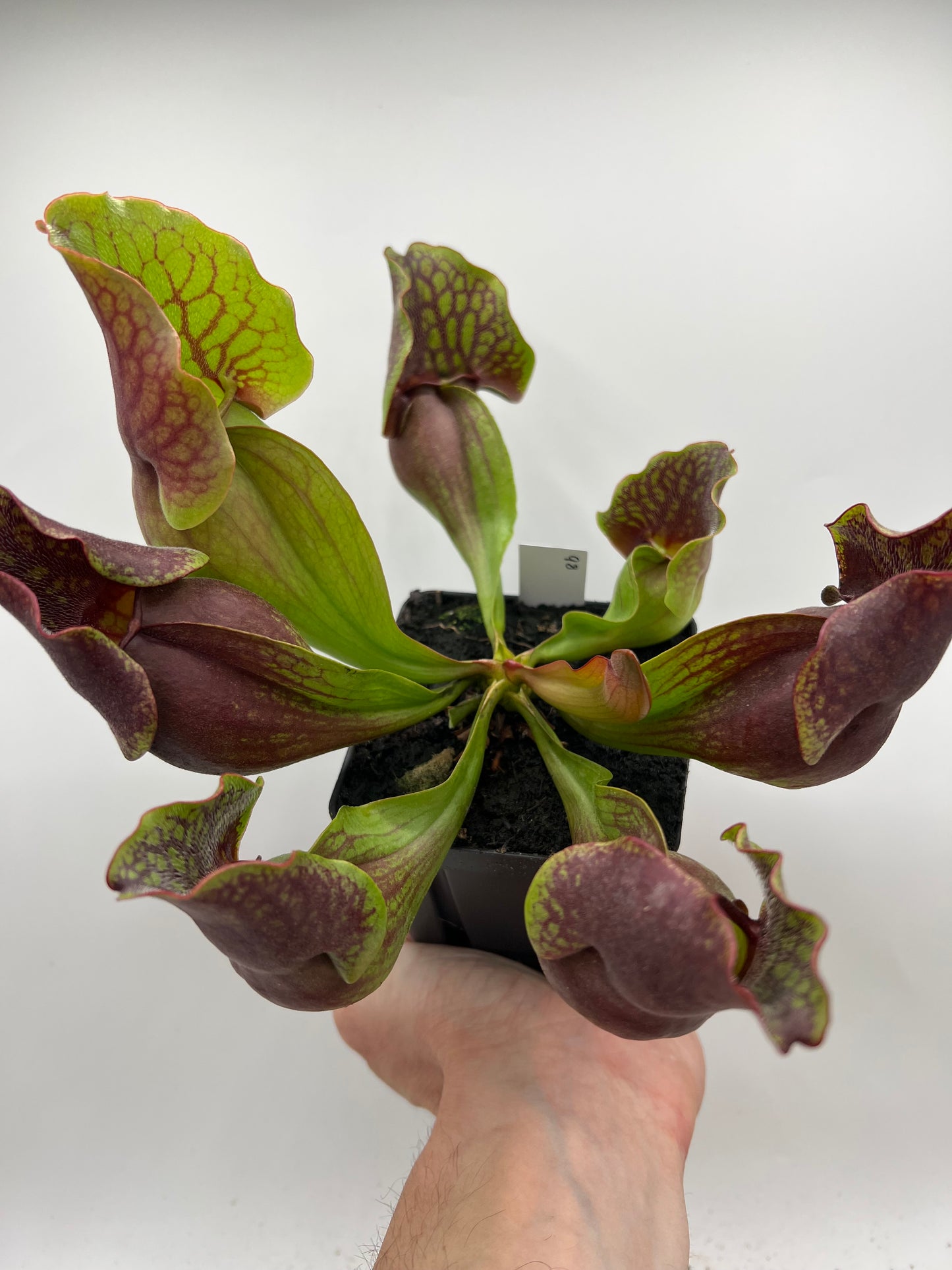 Sarracenia purpurea ssp. purpurea (Centre Co, PA) - Seed Grown #98