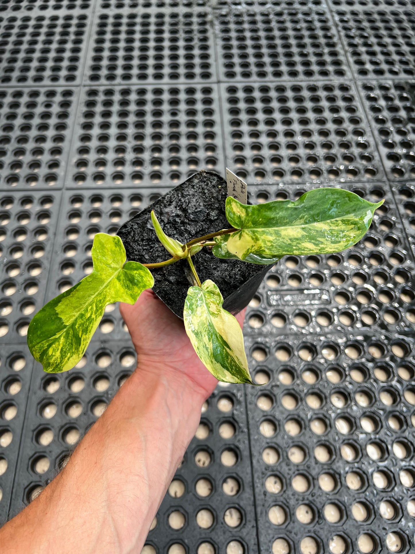 Philodendron ‘Florida Beauty’