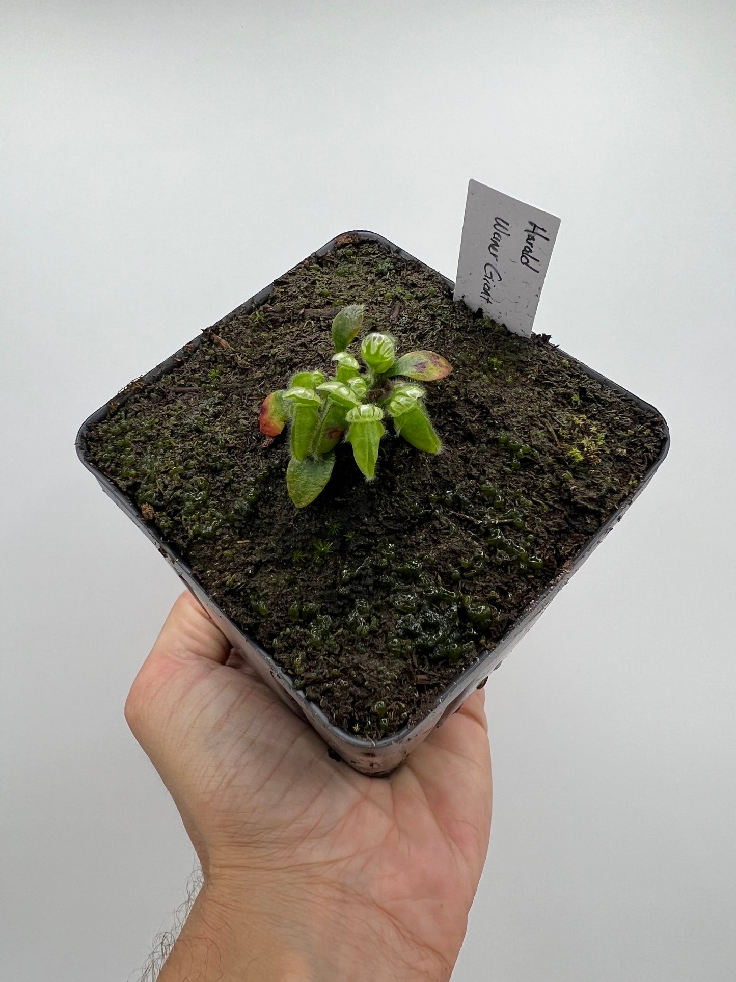 Cephalotus follicularis “Harald Weiner Giant” (aka True Giant)