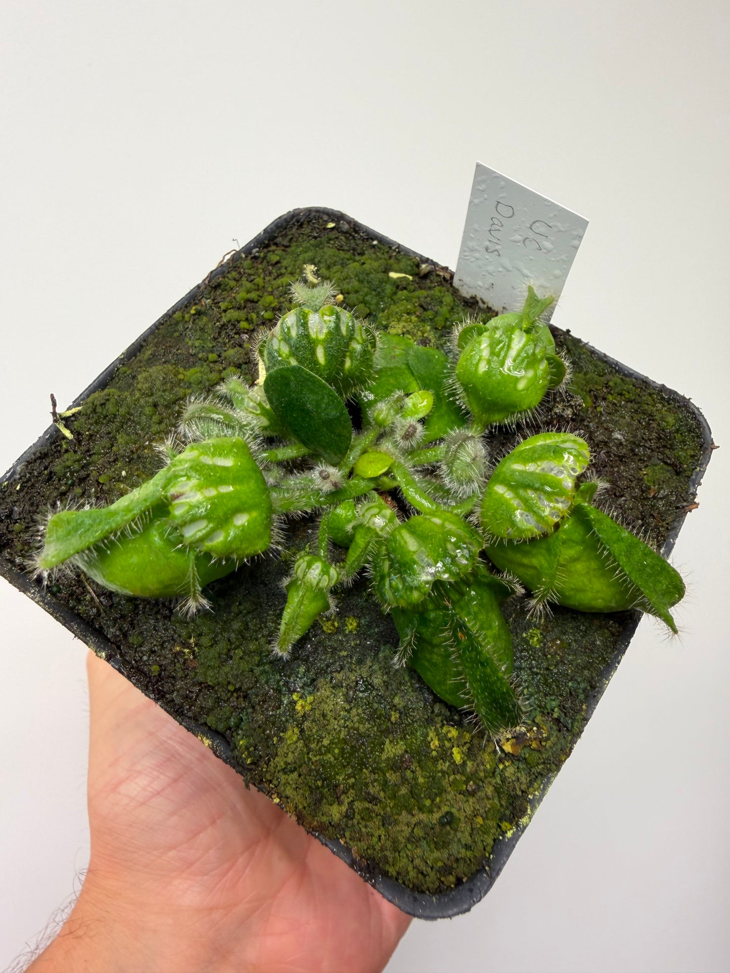 Cephalotus follicularis “UC Davis”