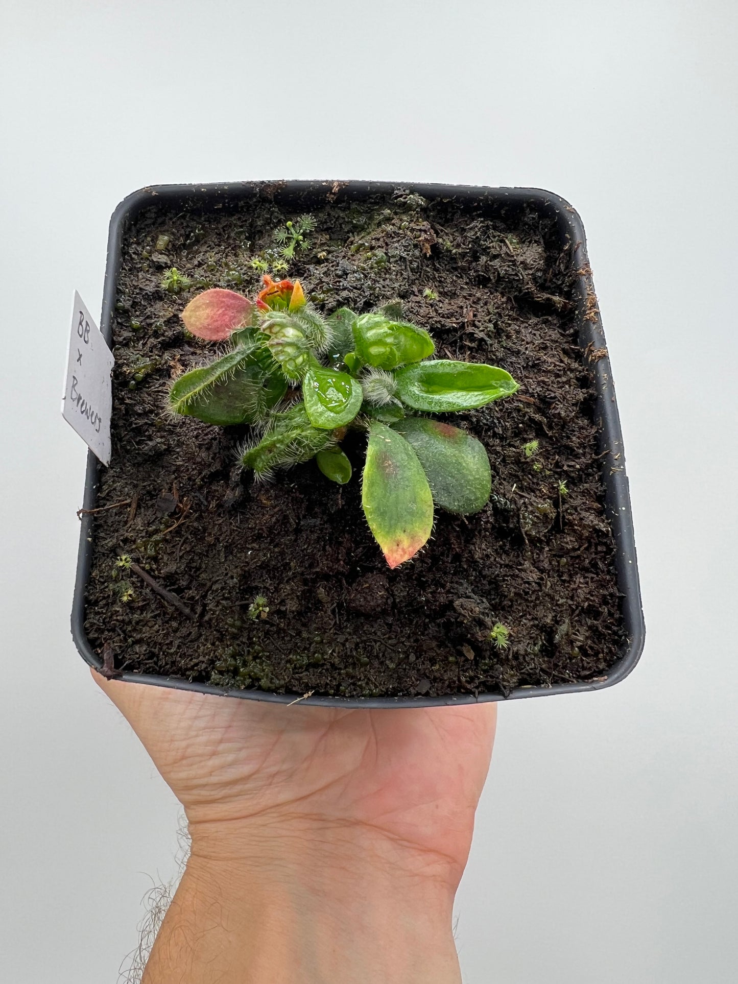 Cephalotus follicularis “Brewers Beauty” x “Brewers”