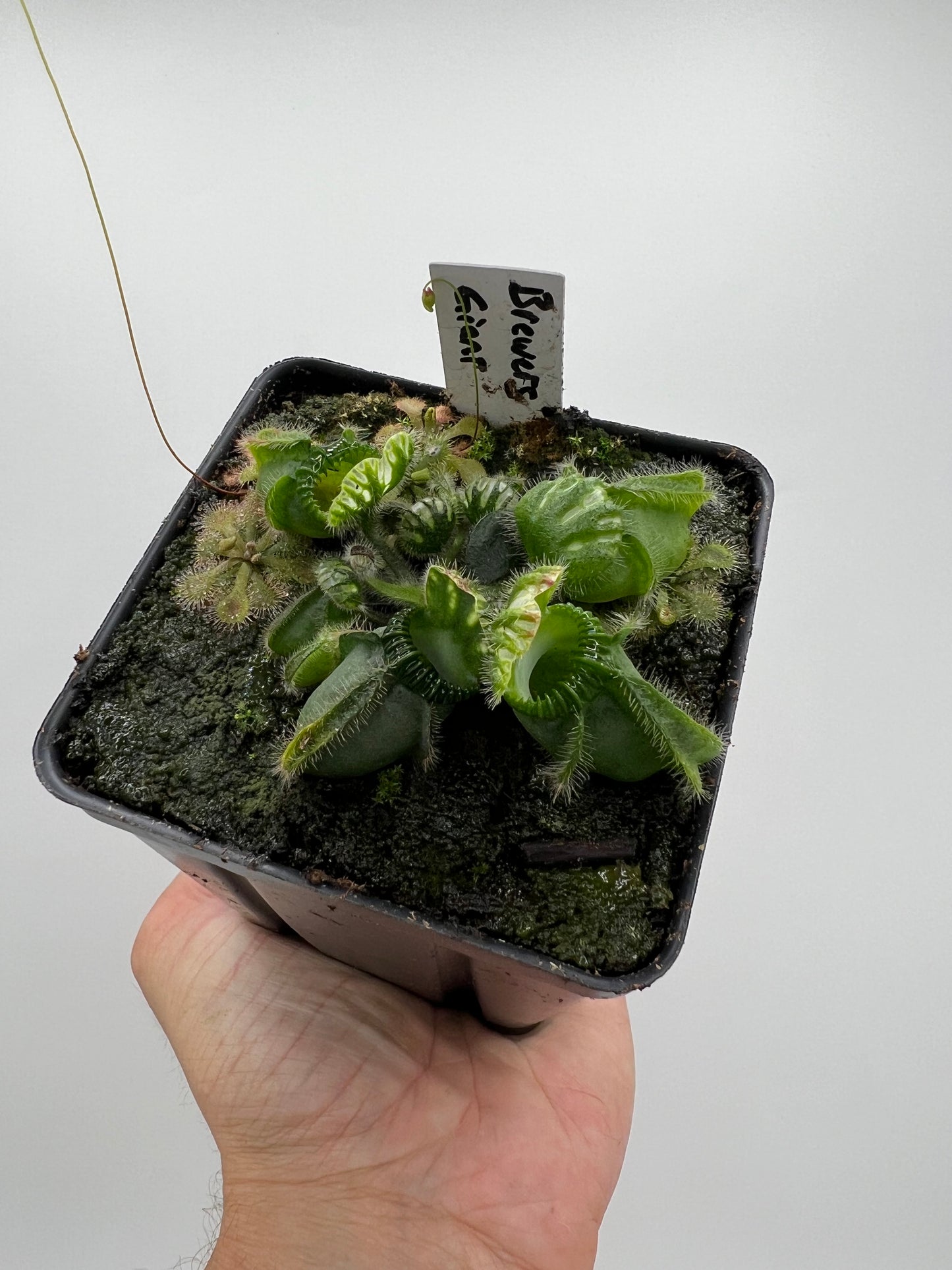 Cephalotus follicularis “Brewers Giant”