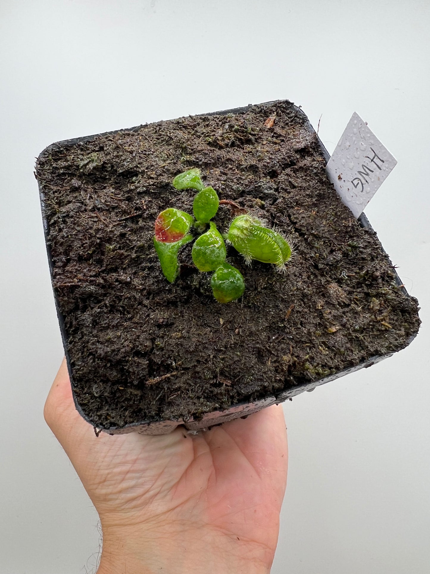 Cephalotus follicularis “Harald Weiner Giant” (aka True Giant)