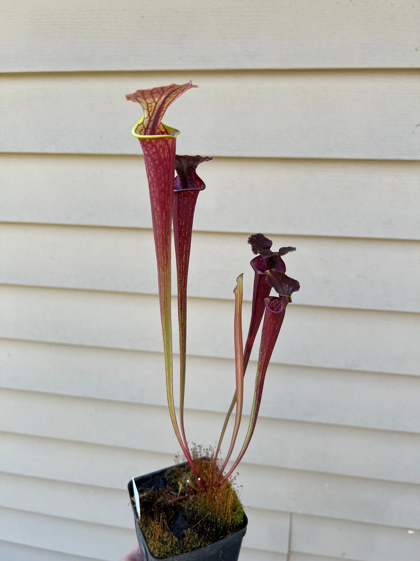 Sarracenia ‘Waccamaw’ x cuprea “MBRS” - Seed Grown #1
