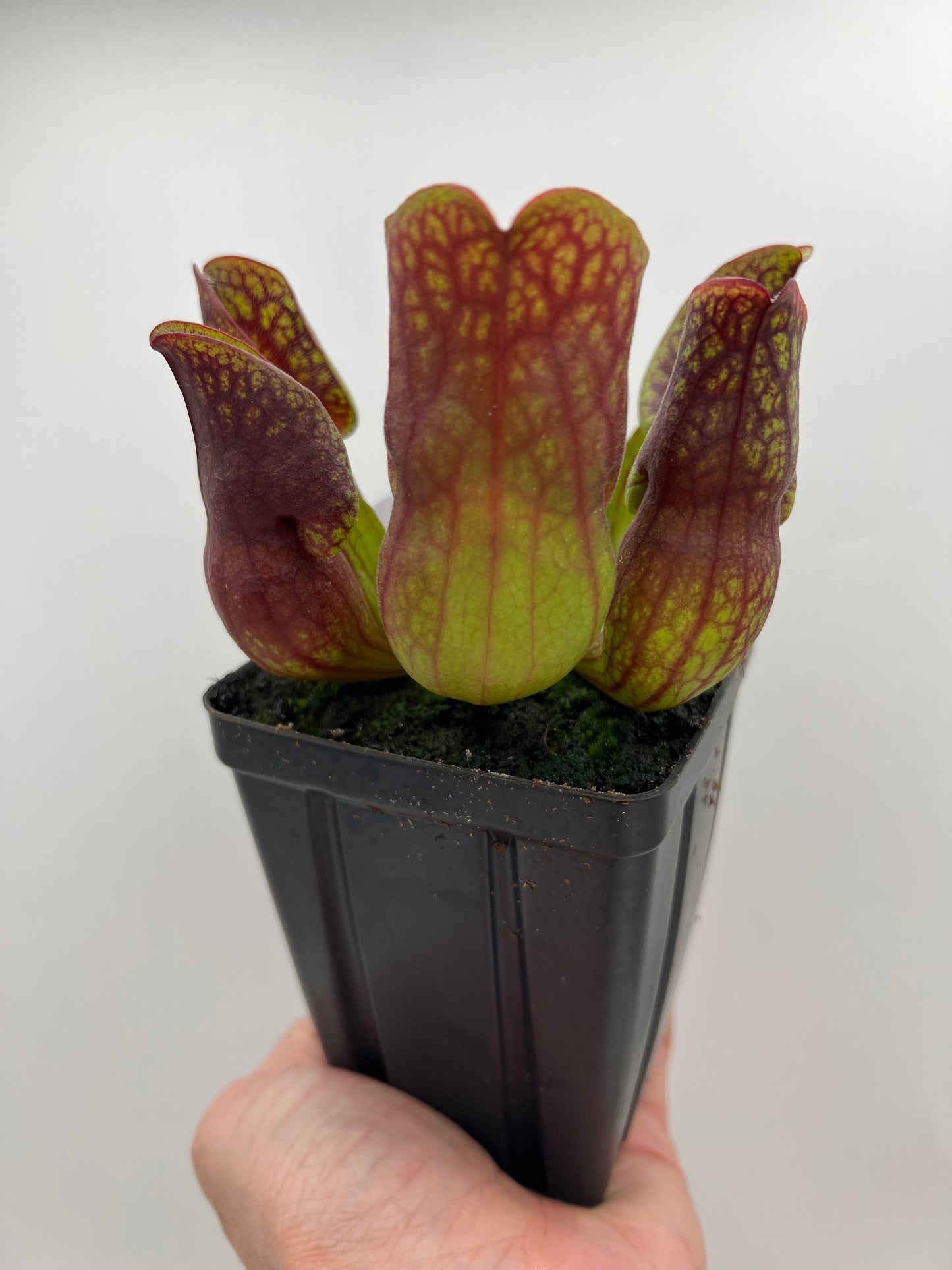 Sarracenia purpurea ssp. purpurea (Centre Co, PA) - Seed Grown #108
