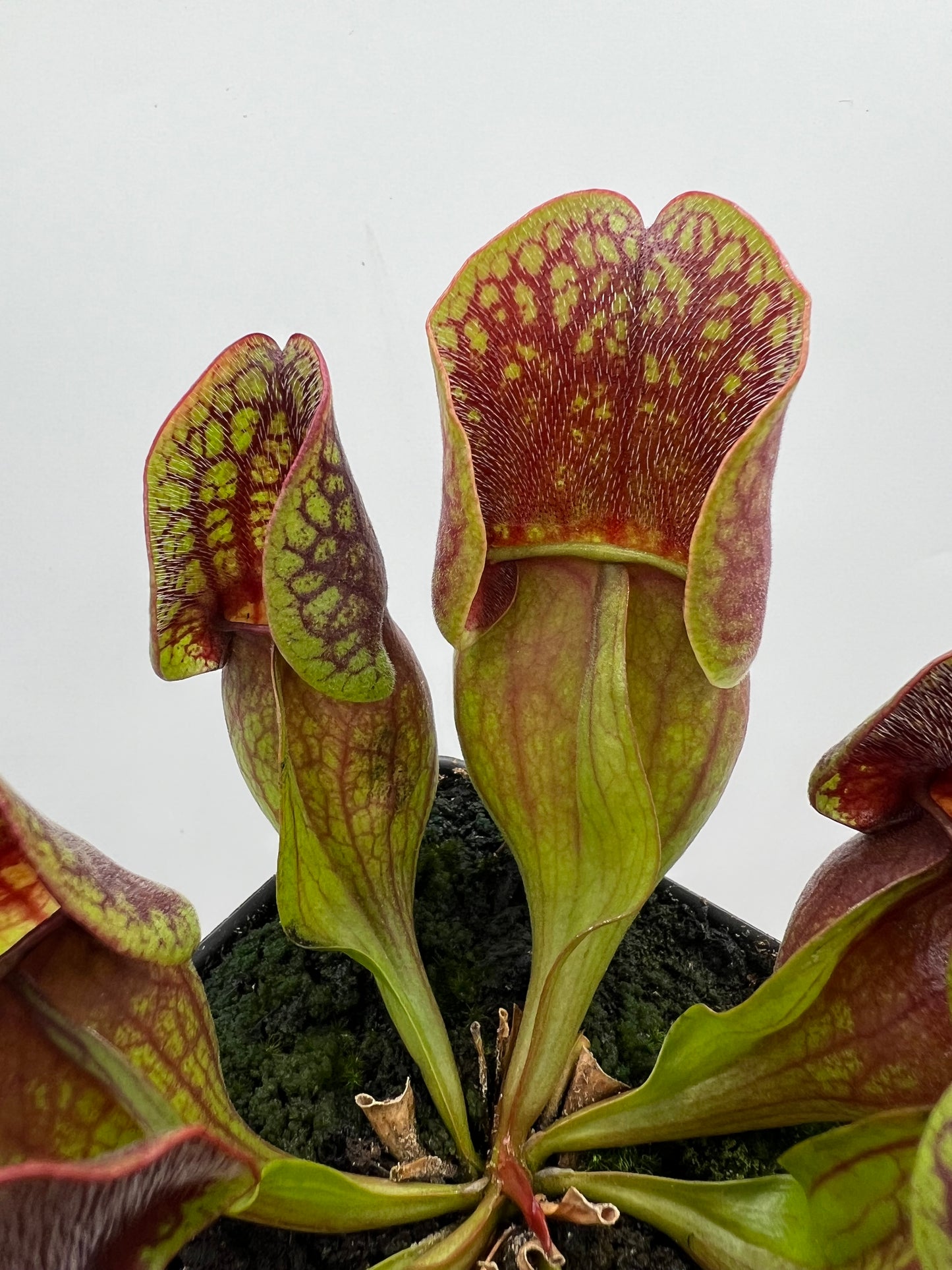 Sarracenia purpurea ssp. purpurea (Centre Co, PA) - Seed Grown #108