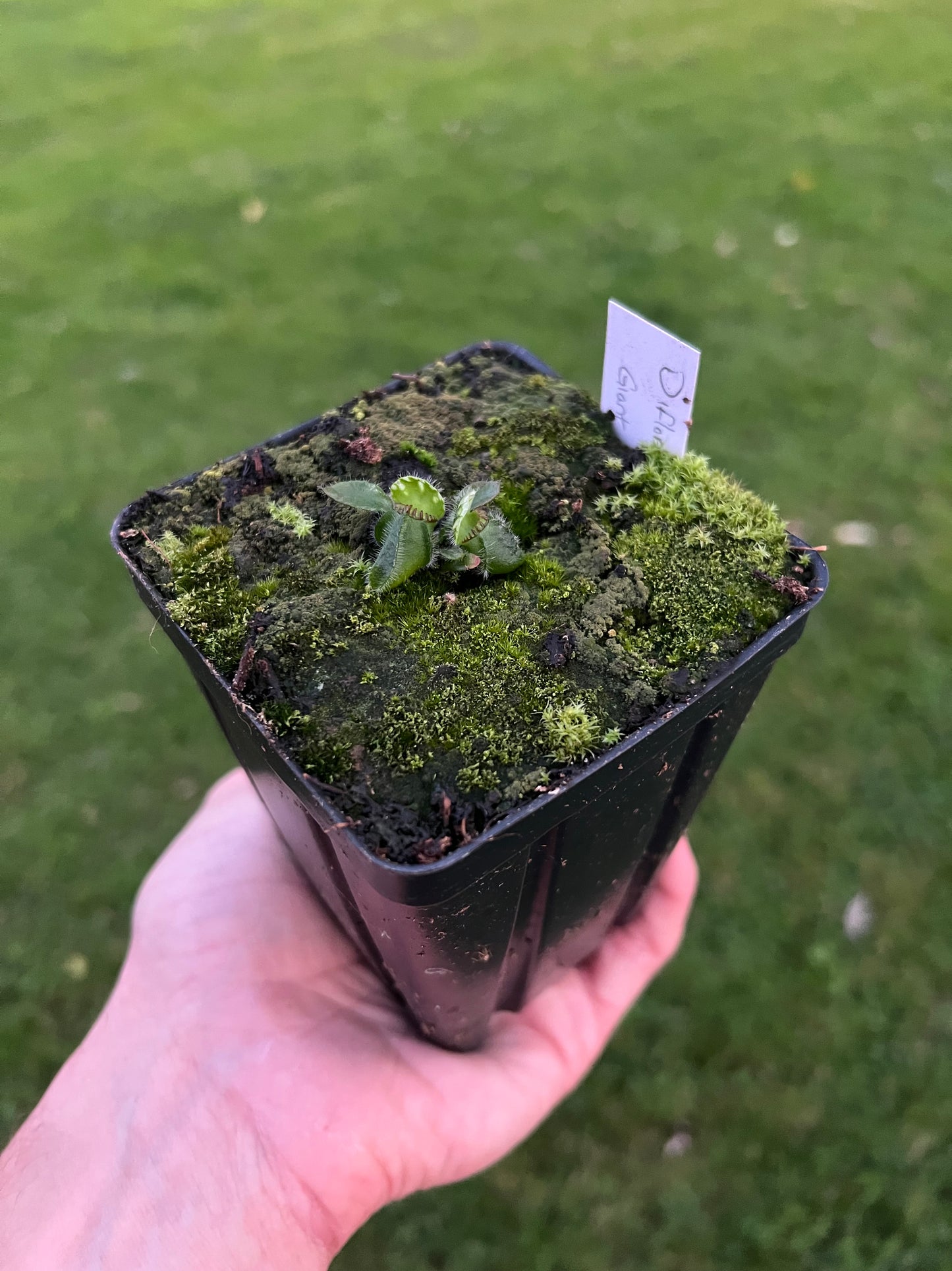 Cephalotus follicularis “Diflora giant”