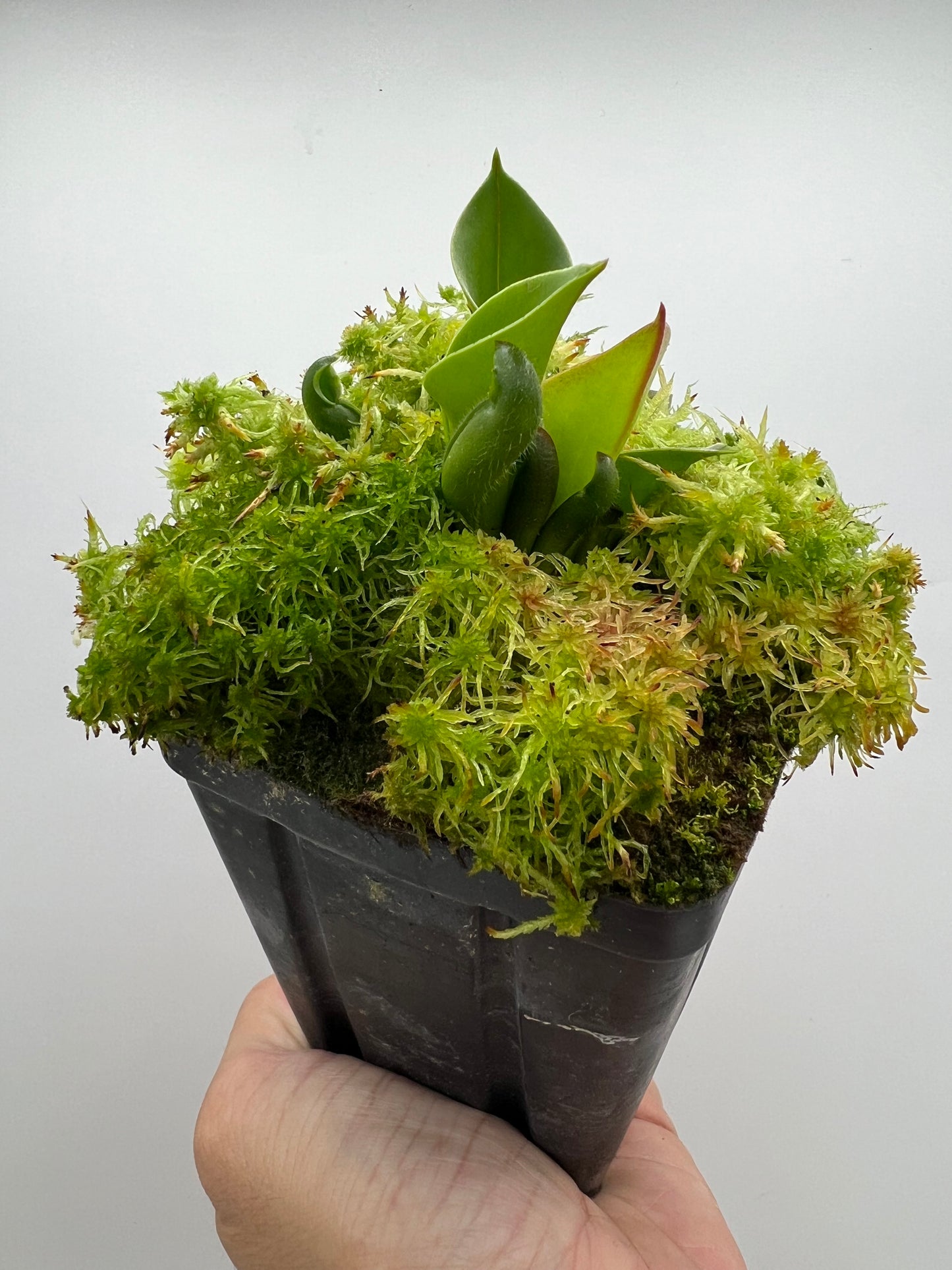 Heliamphora ciliata